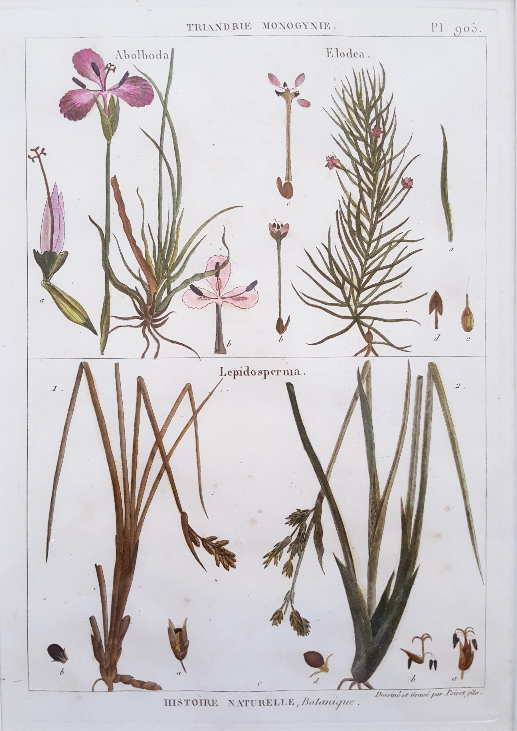 Georges-Louis Leclerc, Comte de Buffon Still-Life Print - Abolboda; Elodea (Waterweeds); Lepidosperma (Hoary Rapier-Sedge) /// Botanical