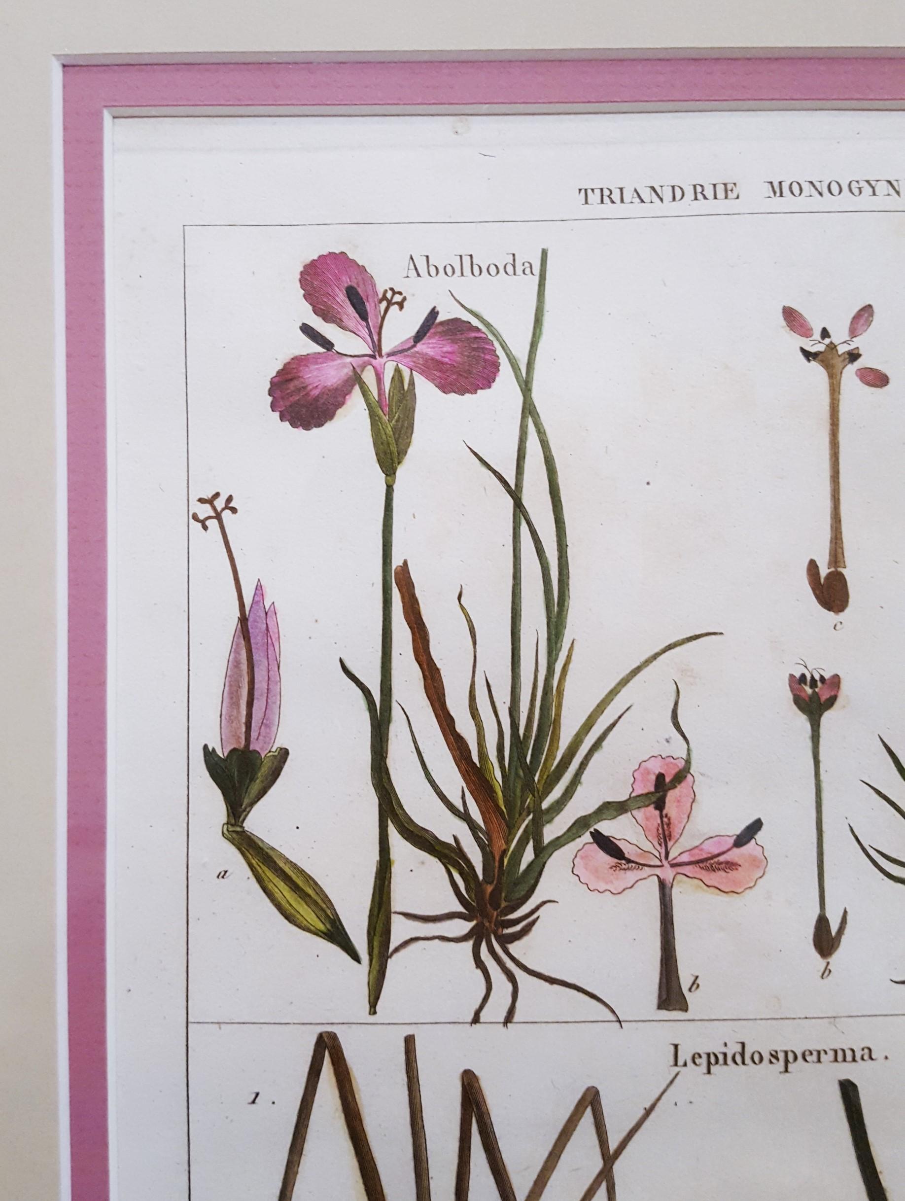 Abolboda ; Elodea (Waterweeds), Lepidosperma (Hoary Rapier-Sedge) /// Botanical  en vente 3