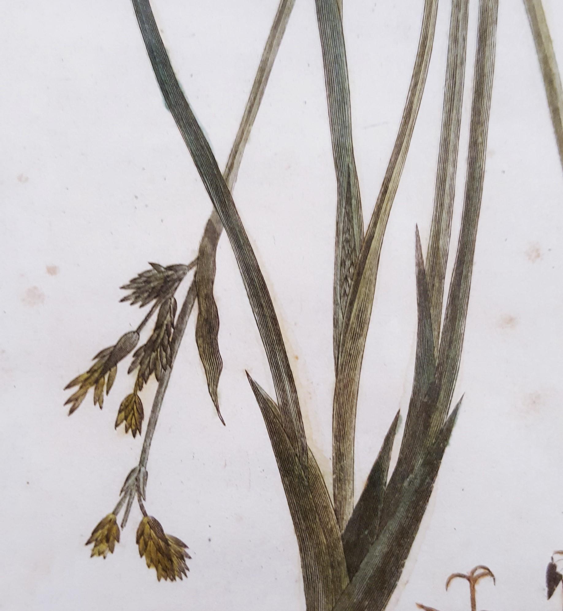 Abolboda ; Elodea (Waterweeds), Lepidosperma (Hoary Rapier-Sedge) /// Botanical  en vente 6