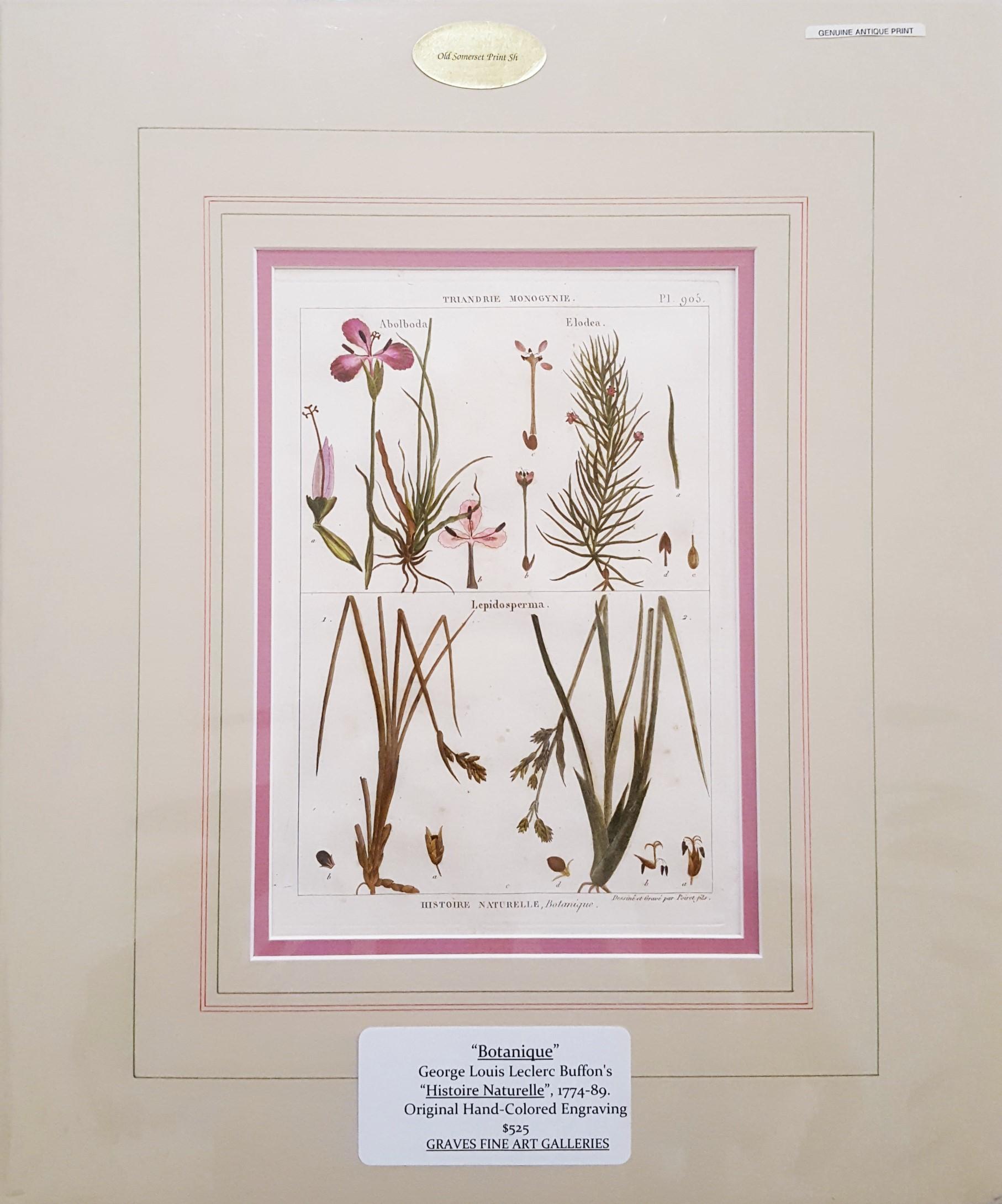 Abolboda; Elodea (Waterweeds); Lepidosperma (Hoary Rapier-Sedge) /// Botanical  - Print by Georges-Louis Leclerc, Comte de Buffon
