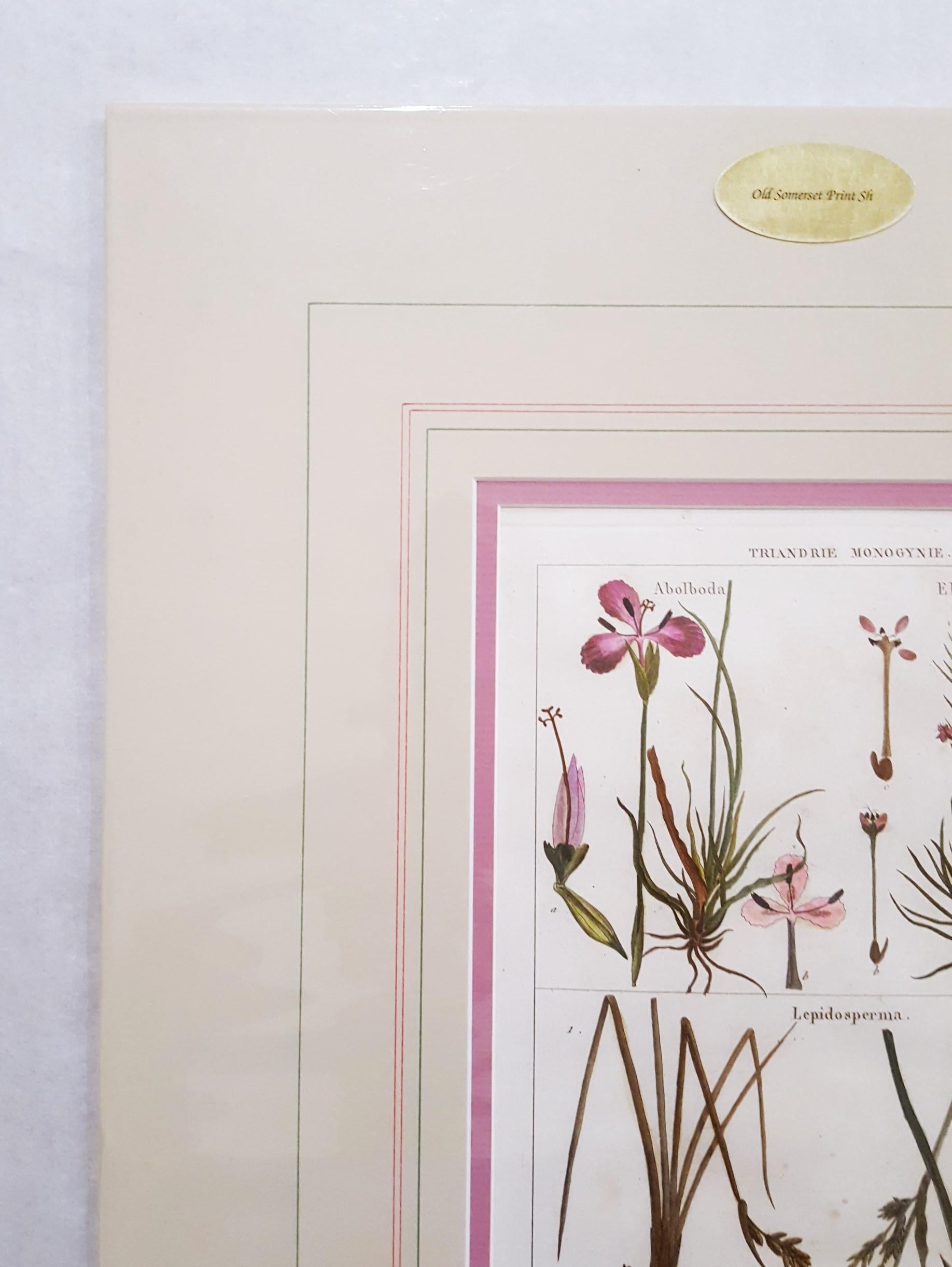Abolboda; Elodea (Waterweeds); Lepidosperma (Hoary Rapier-Sedge) /// Botanical - Gray Still-Life Print by Georges-Louis Leclerc, Comte de Buffon
