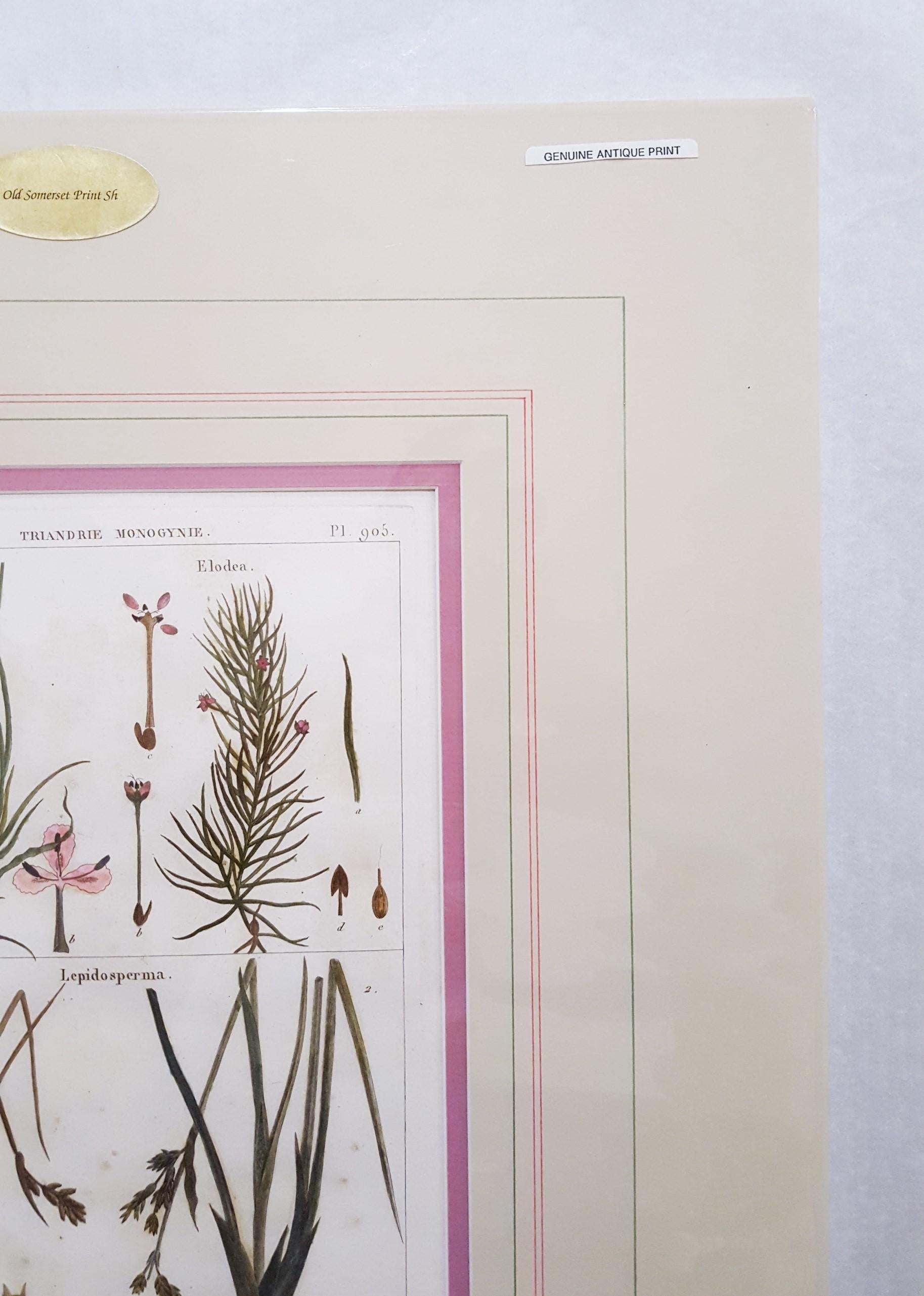Abolboda ; Elodea (Waterweeds), Lepidosperma (Hoary Rapier-Sedge) /// Botanical  - Gris Still-Life Print par Georges-Louis Leclerc, Comte de Buffon