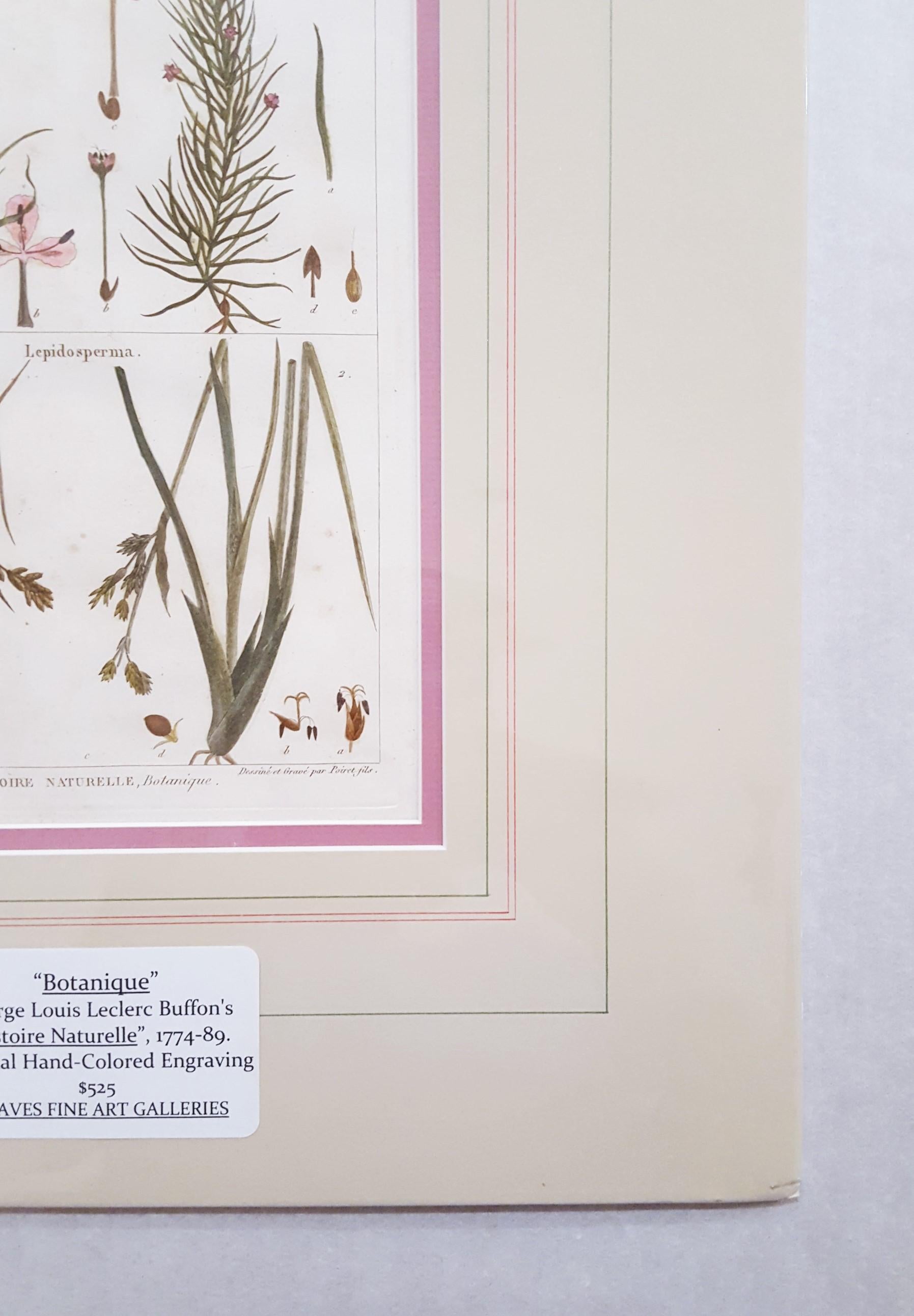 Abolboda; Elodea (Waterweeds); Lepidosperma (Hoary Rapier-Sedge) /// Botanical  - Gray Still-Life Print by Georges-Louis Leclerc, Comte de Buffon