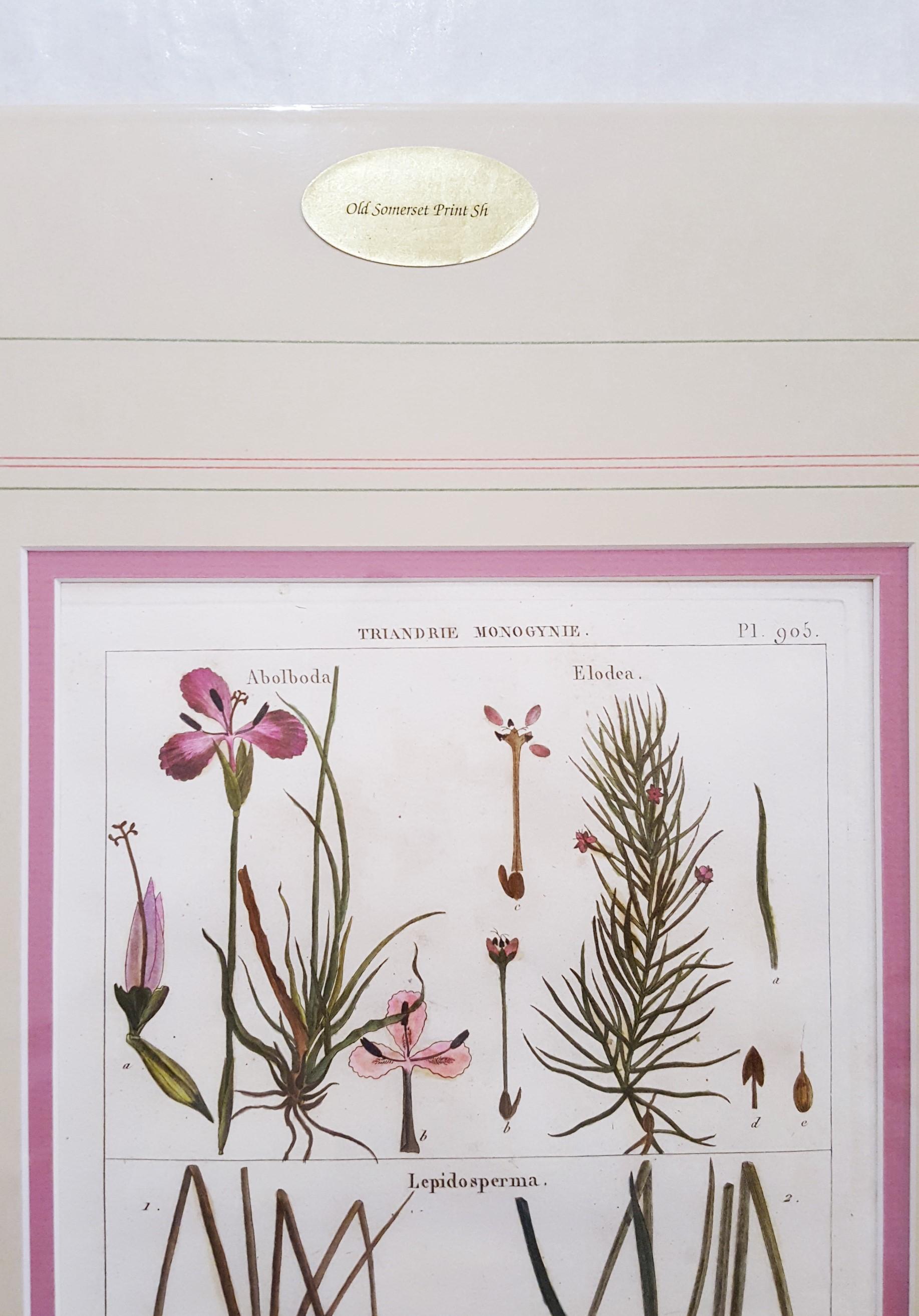 Abolboda ; Elodea (Waterweeds), Lepidosperma (Hoary Rapier-Sedge) /// Botanical  en vente 1