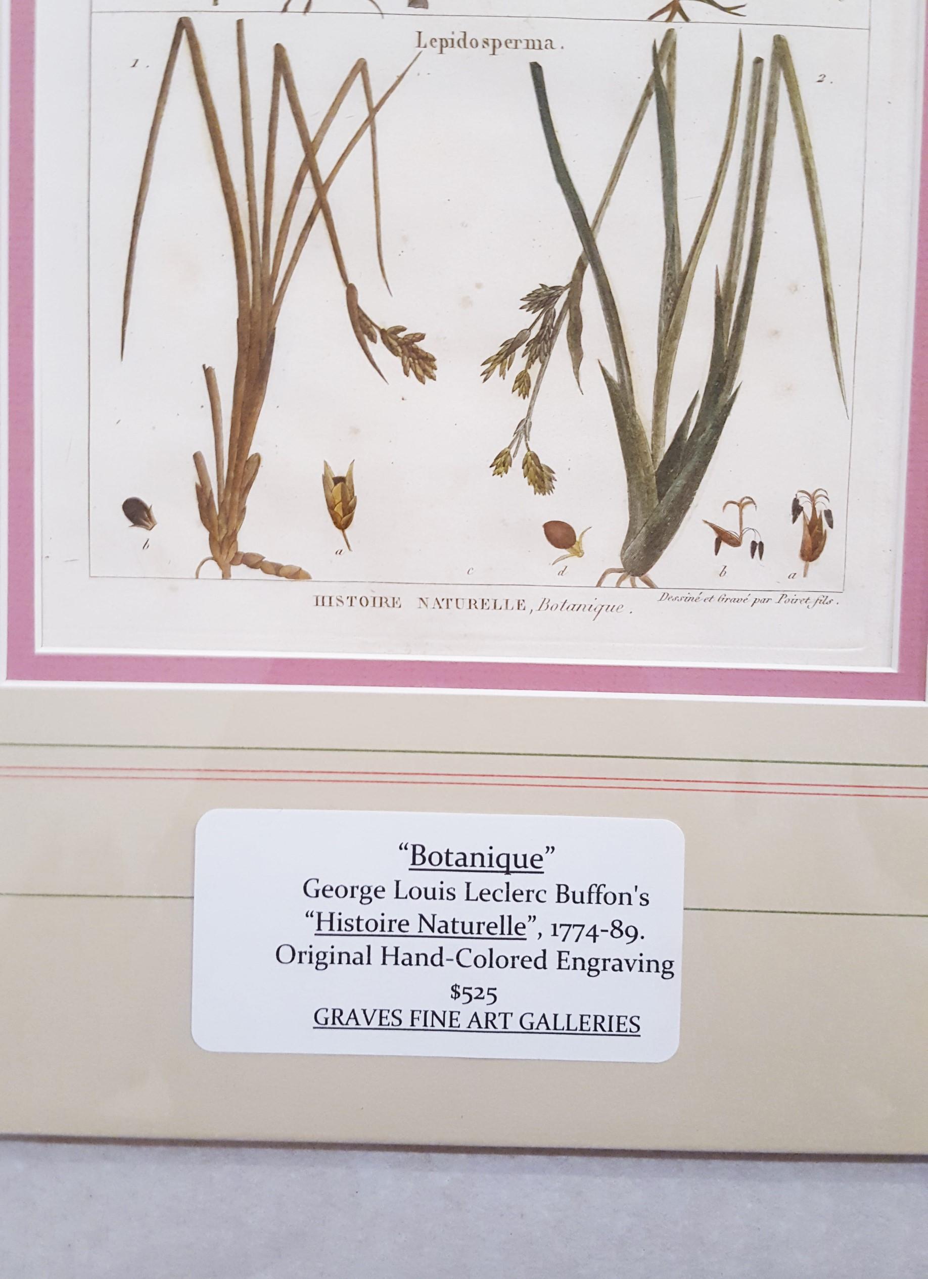 Abolboda ; Elodea (Waterweeds), Lepidosperma (Hoary Rapier-Sedge) /// Botanical  en vente 2