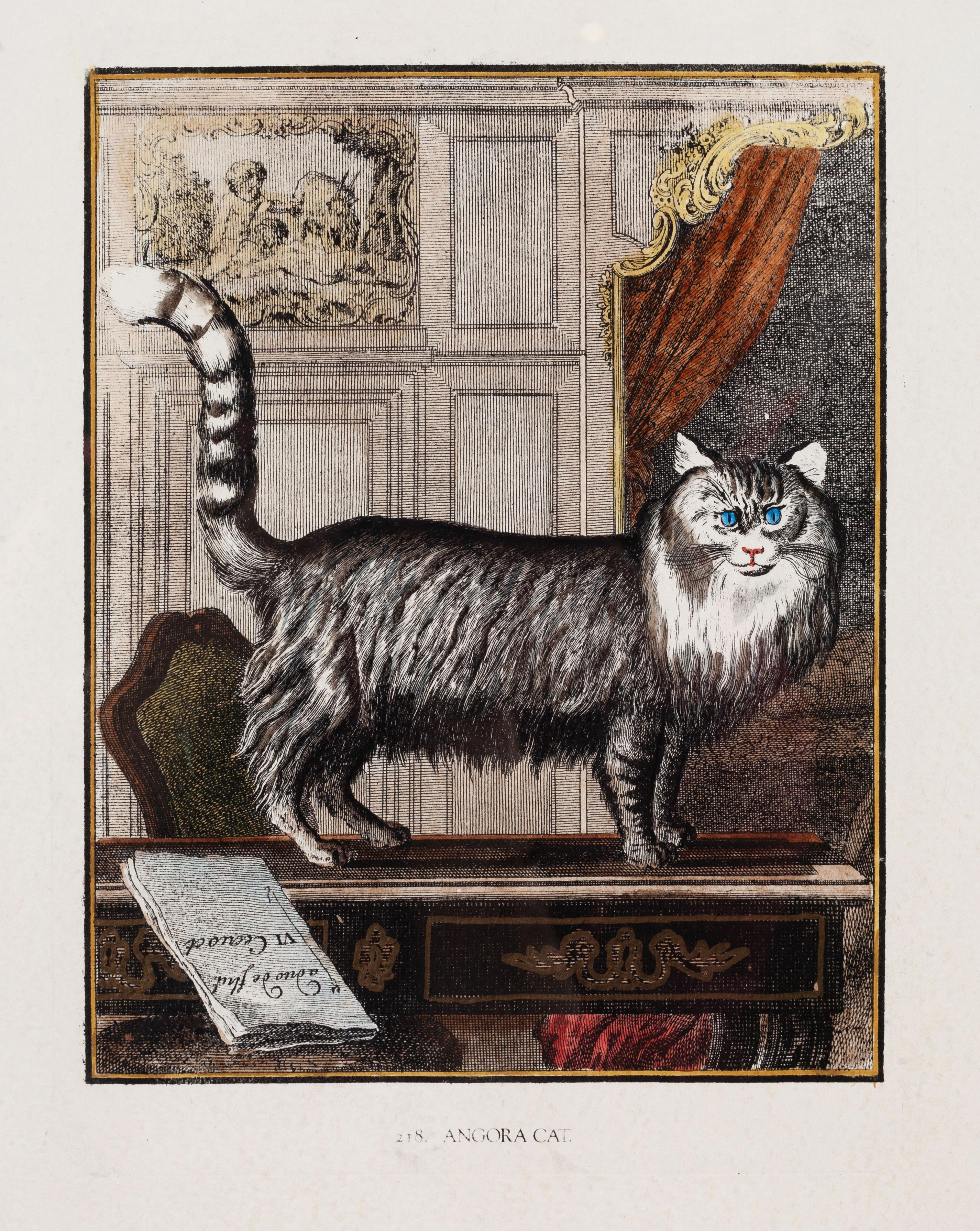 Angora Cat - Print by Georges-Louis Leclerc, Comte de Buffon