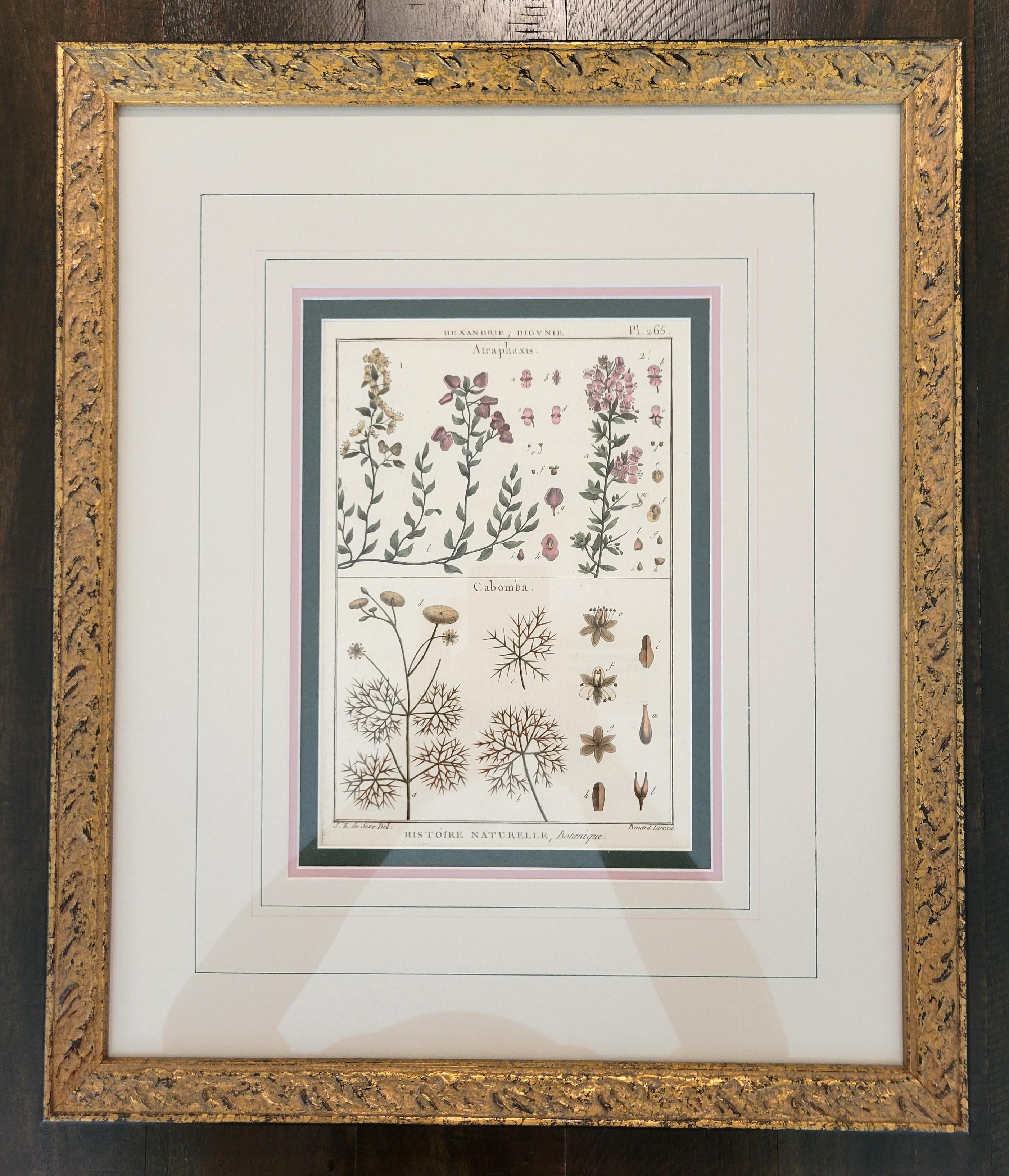 Atraphaxis (Arbusto); Cabomba (Carolina Fanwort) /// Botánica Botánica Plantas Arte - Print de Georges-Louis Leclerc, Comte de Buffon