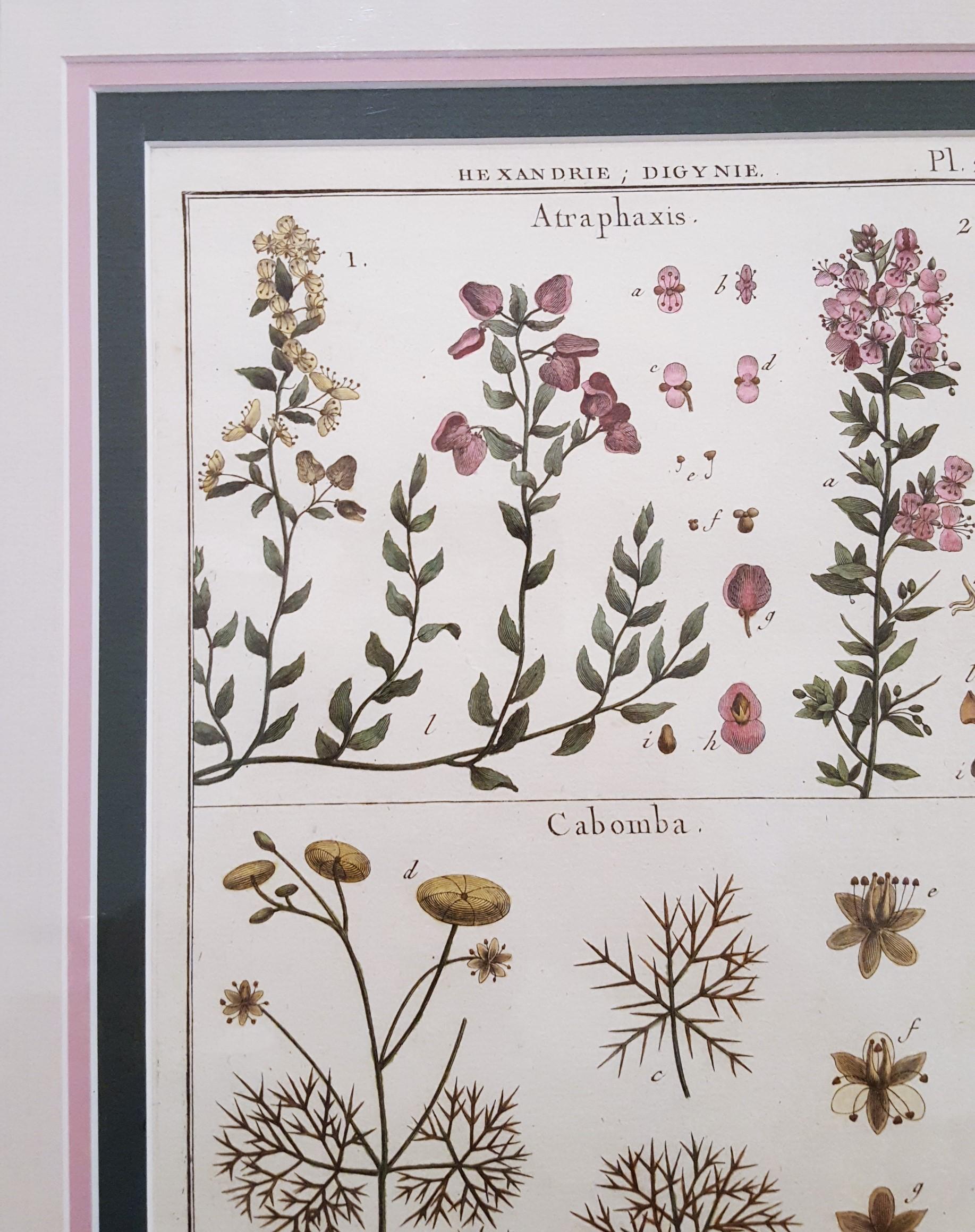 Atraphaxis (Shrub) ; Cabomba (Carolina Fanwort) /// Botanical Botany Plants Art en vente 5