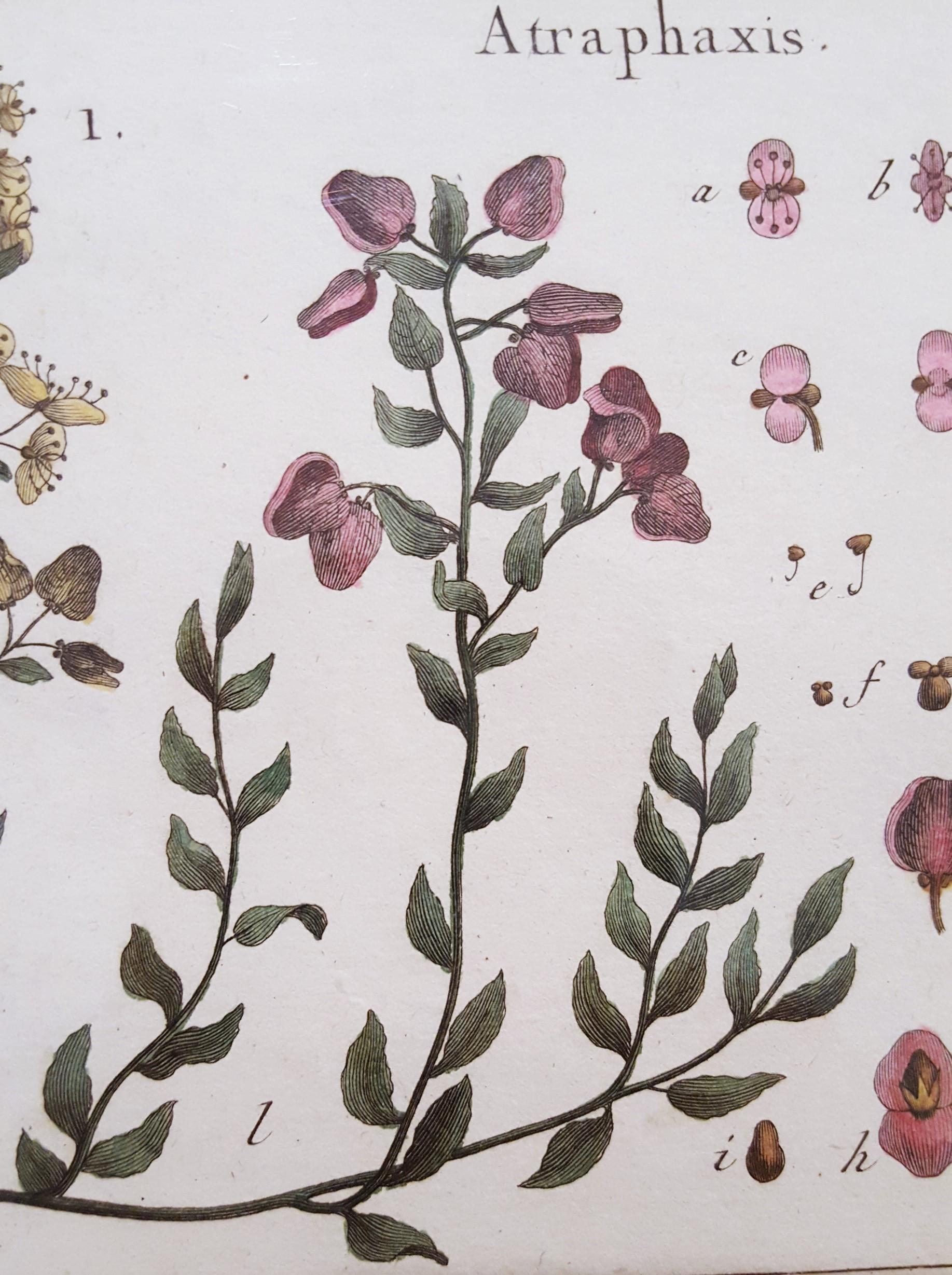 Atraphaxis (Shrub); Cabomba (Carolina Fanwort) /// Botanical Botany Plants Art For Sale 3