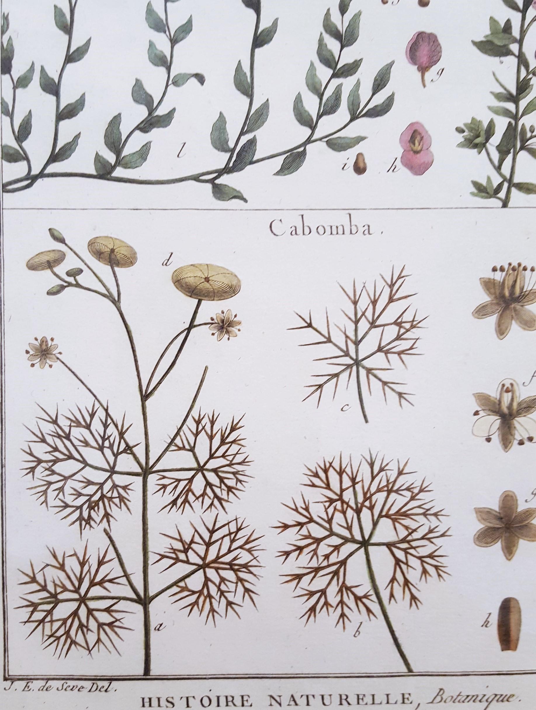 Atraphaxis (Shrub) ; Cabomba (Carolina Fanwort) /// Botanical Botany Plants Art en vente 7