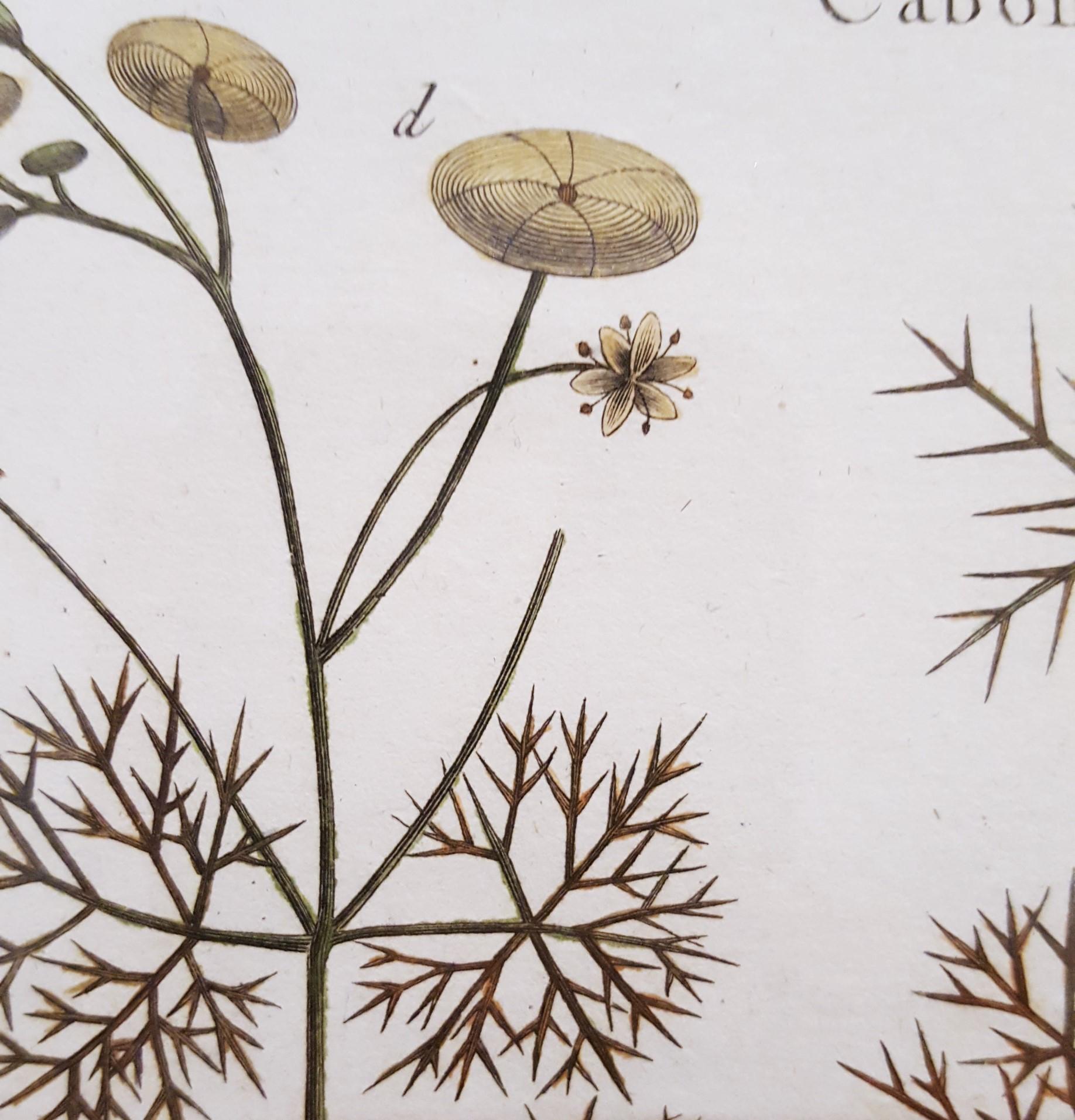 Atraphaxis (Shrub) ; Cabomba (Carolina Fanwort) /// Botanical Botany Plants Art en vente 8