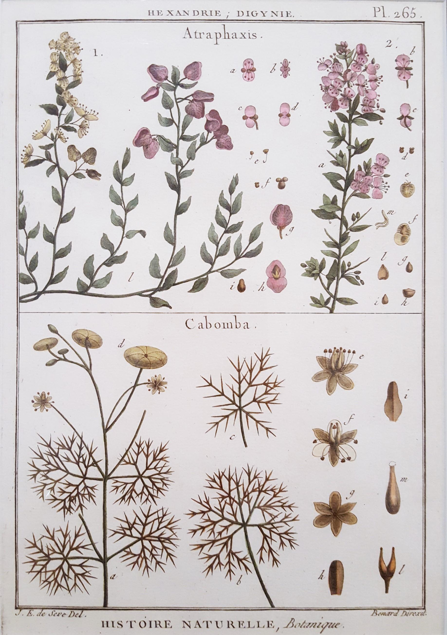 Atraphaxis (Shrub); Cabomba (Carolina Fanwort) /// Botanical Botany Plants Art - Print by Georges-Louis Leclerc, Comte de Buffon