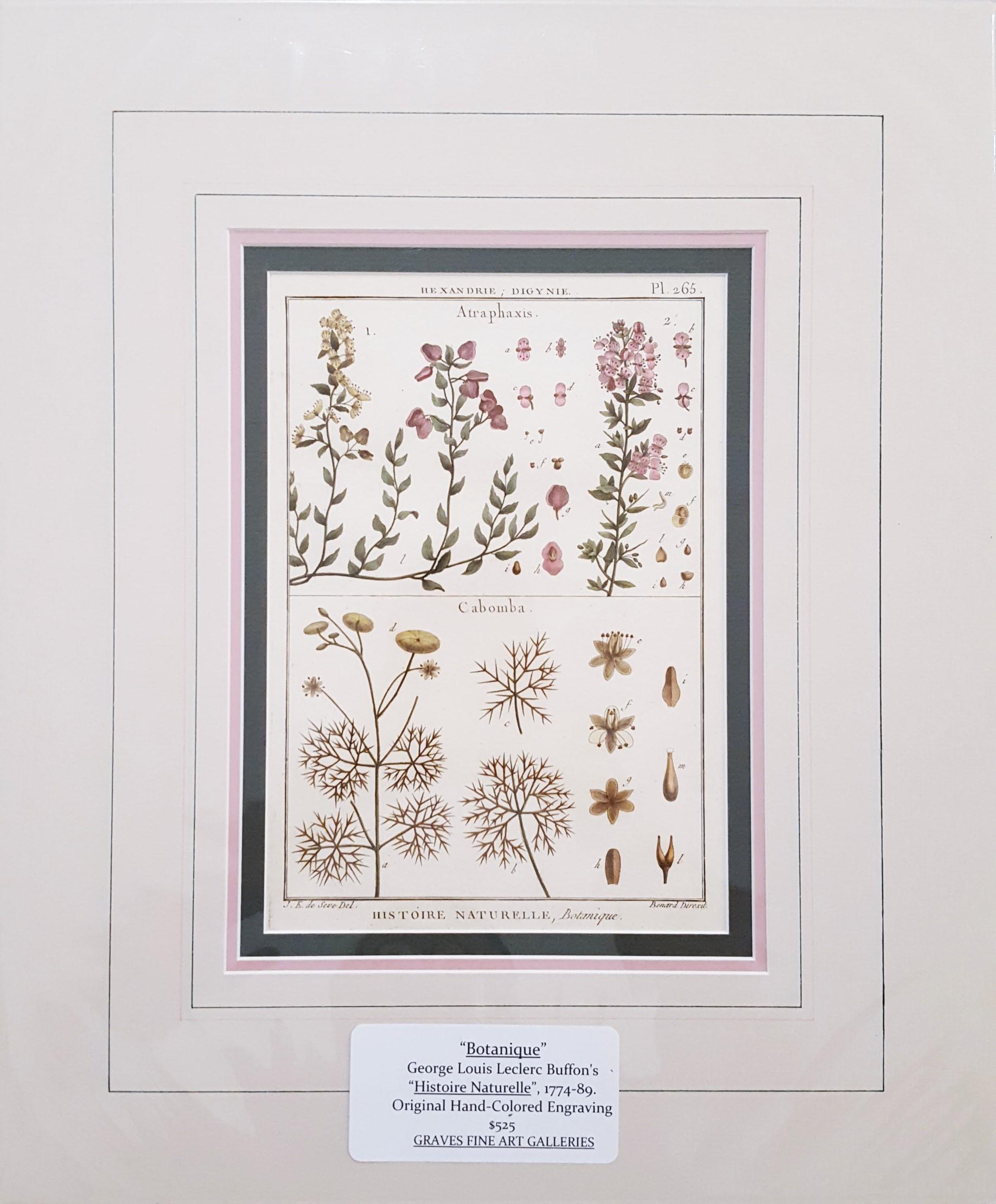 Atraphaxis (Shrub) ; Cabomba (Carolina Fanwort) /// Botanical Botany Plants Art - Naturalisme Print par Georges-Louis Leclerc, Comte de Buffon