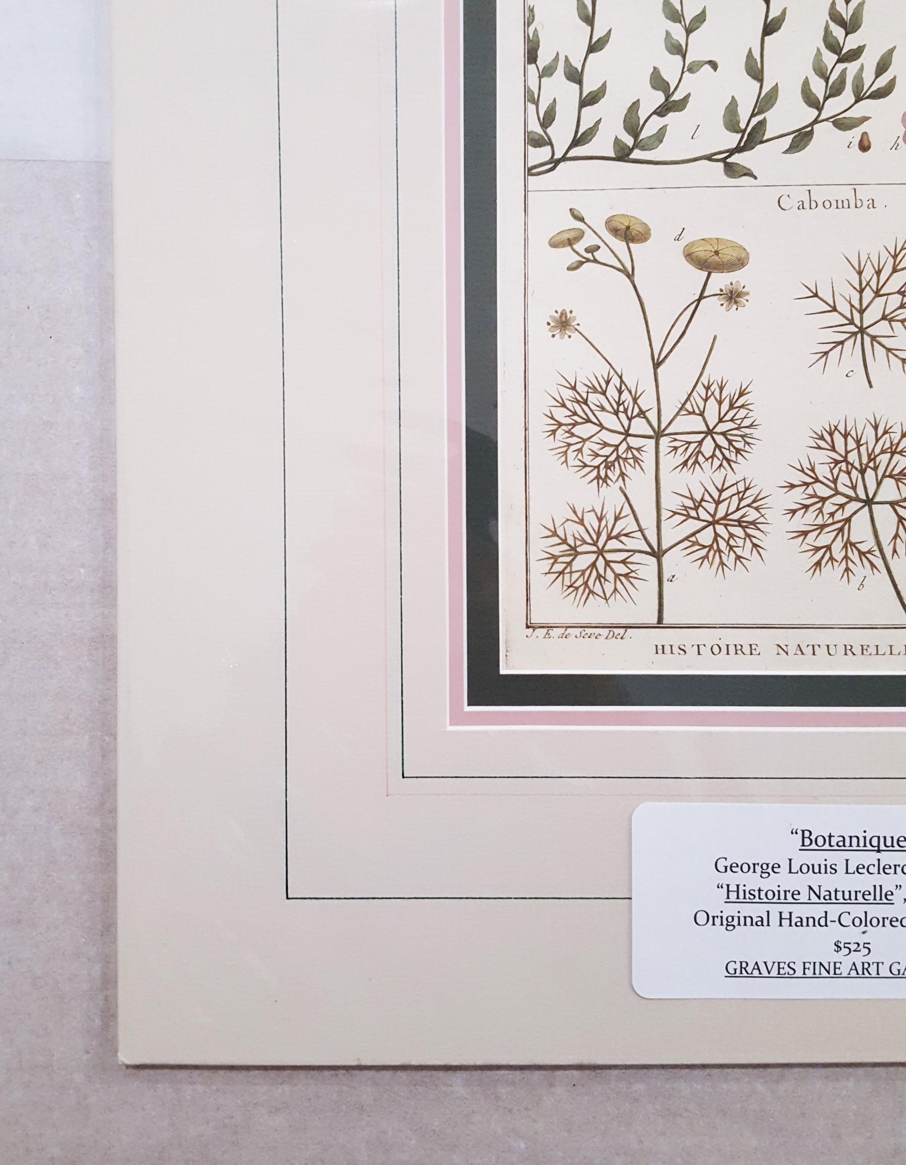 Atraphaxis (Shrub) ; Cabomba (Carolina Fanwort) /// Botanical Botany Plants Art - Gris Still-Life Print par Georges-Louis Leclerc, Comte de Buffon