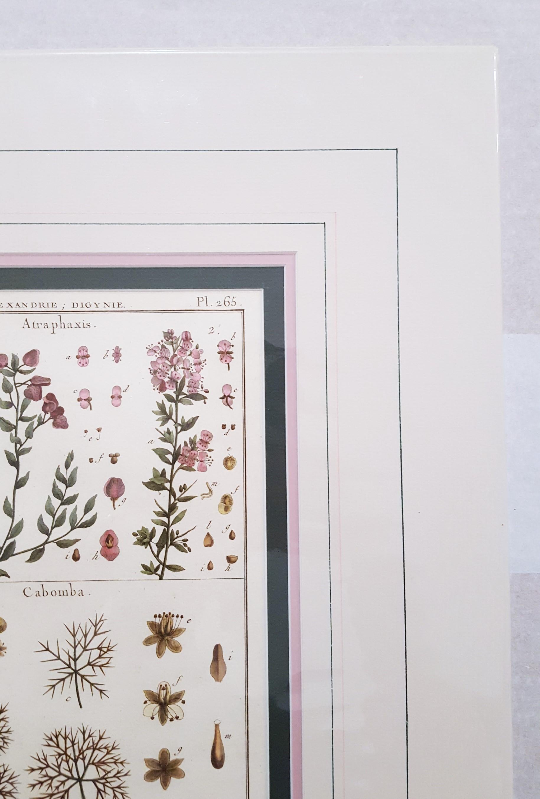 Atraphaxis (Shrub); Cabomba (Carolina Fanwort) /// Botanical Botany Plants Art - Naturalistic Print by Georges-Louis Leclerc, Comte de Buffon
