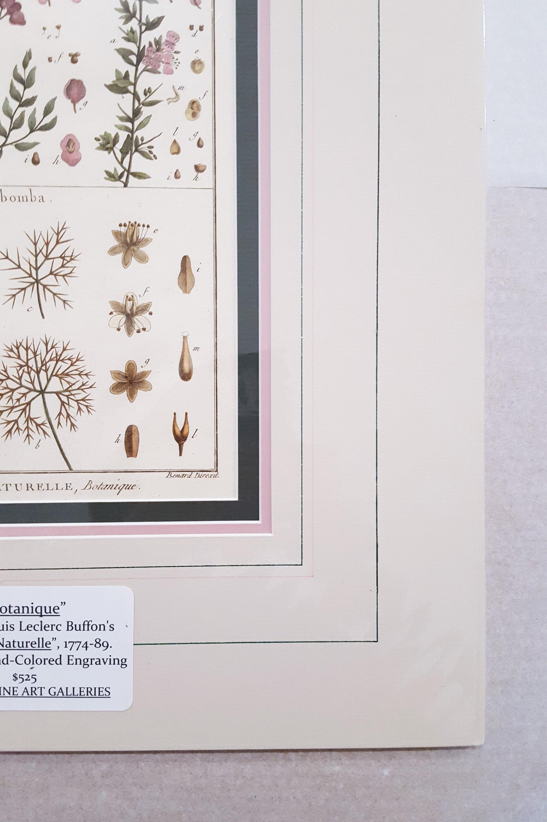 Atraphaxis (Shrub); Cabomba (Carolina Fanwort) /// Botanical Botany Plants Art - Gray Still-Life Print by Georges-Louis Leclerc, Comte de Buffon