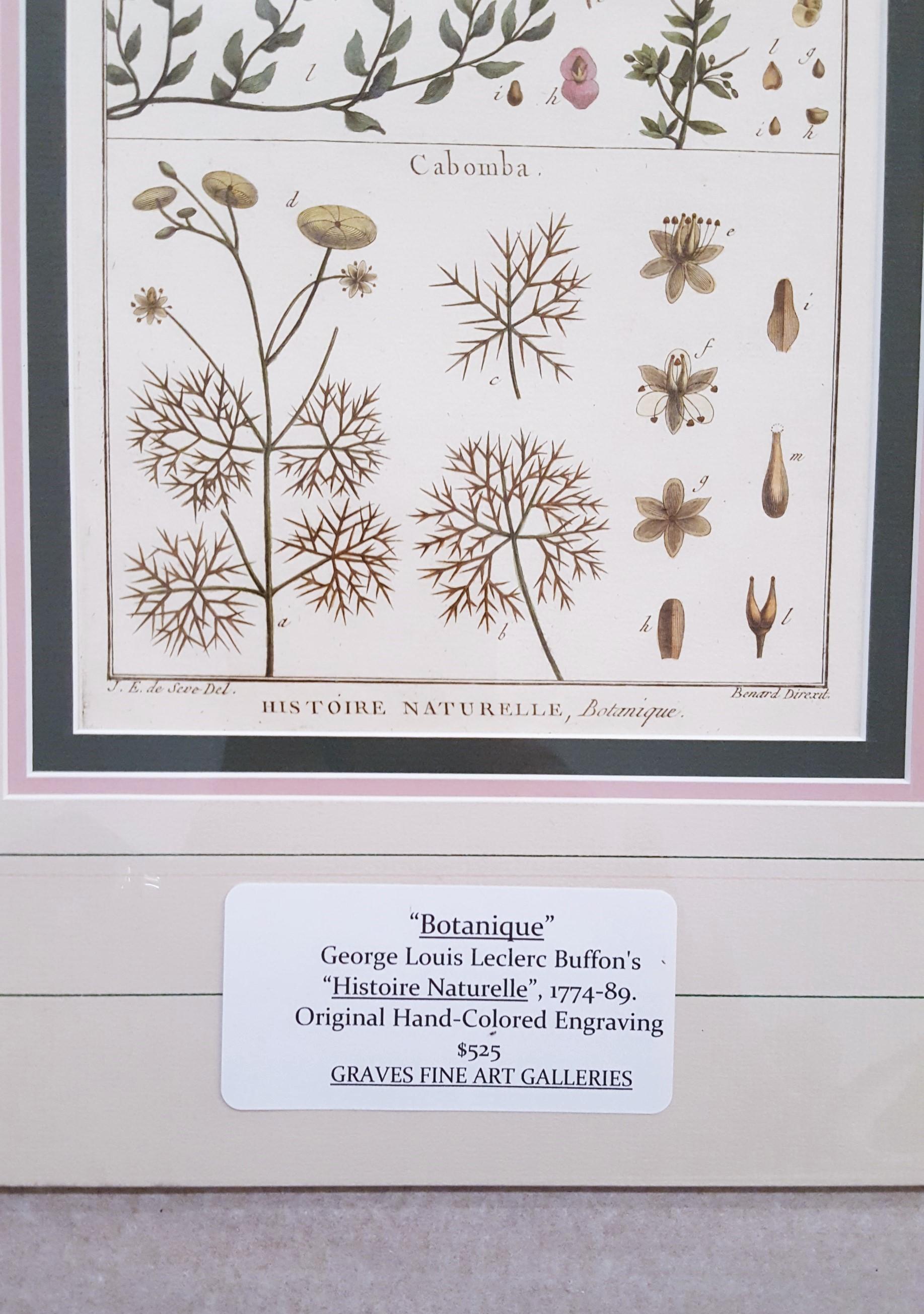Atraphaxis (Shrub) ; Cabomba (Carolina Fanwort) /// Botanical Botany Plants Art en vente 4