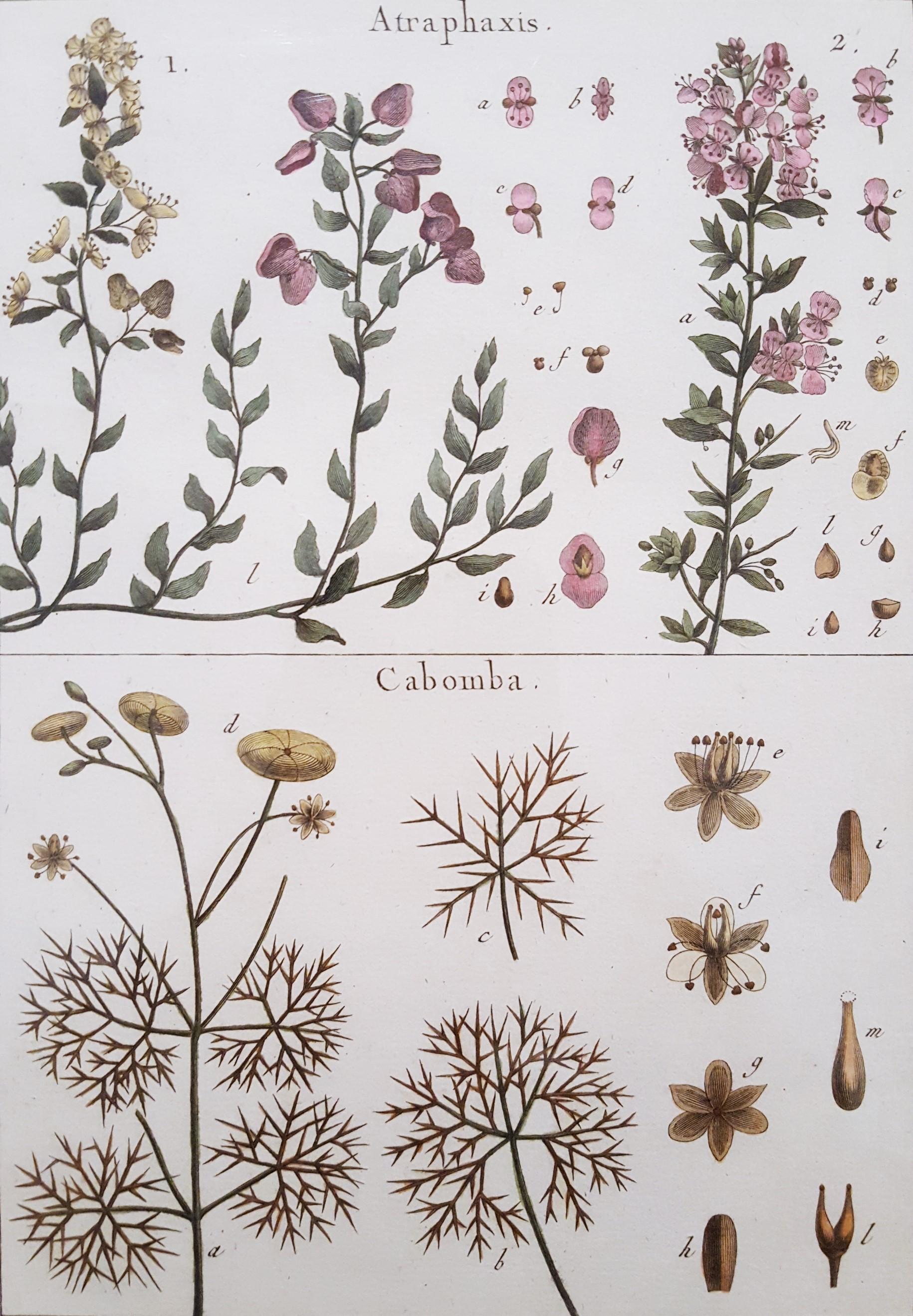 Georges-Louis Leclerc, Comte de Buffon Still-Life Print - Atraphaxis (Shrub); Cabomba (Carolina Fanwort) /// Botanical Botany Plants Art