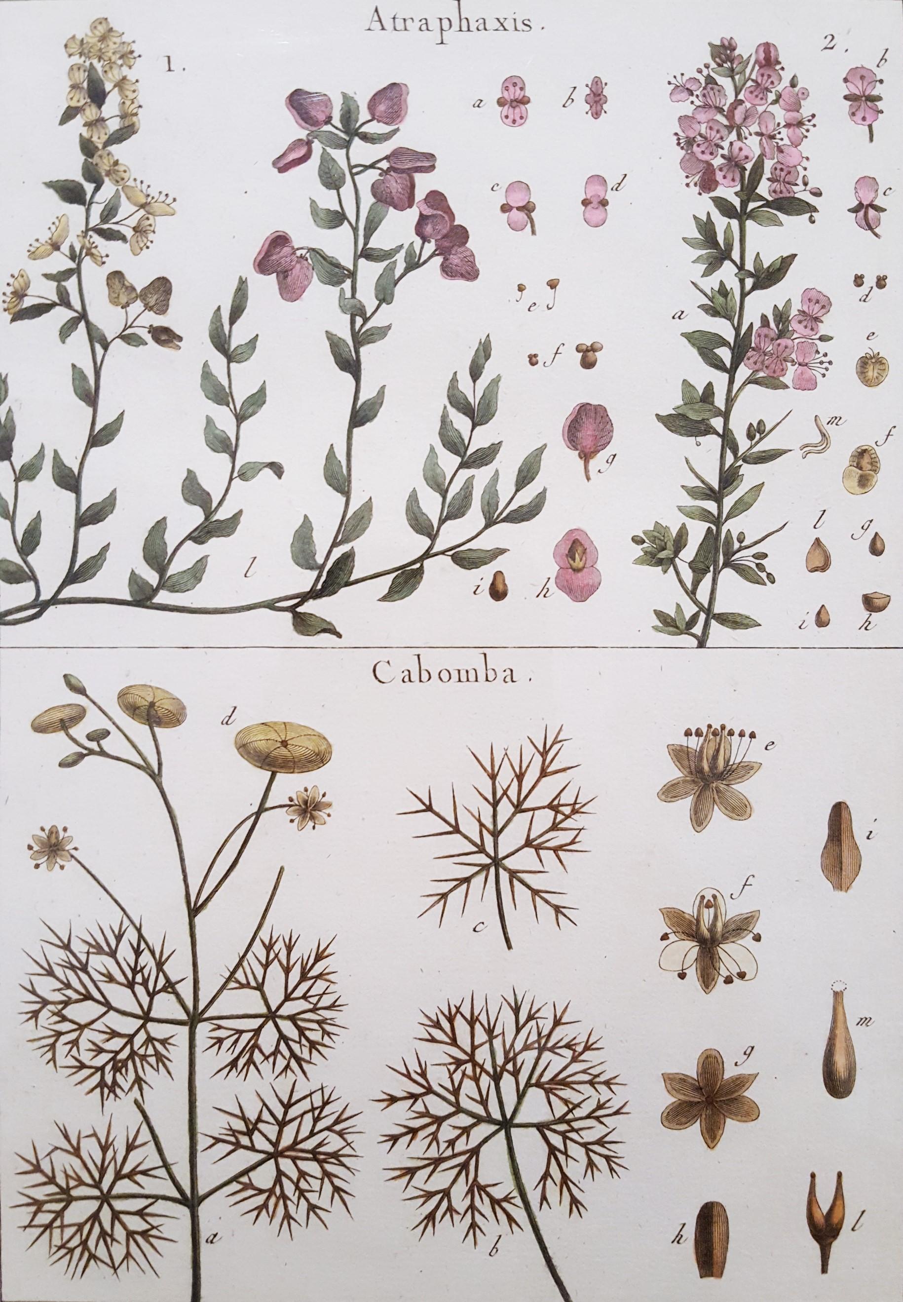 Atraphaxis (Arbusto); Cabomba (Carolina Fanwort) /// Botánica Botánica Plantas Arte
