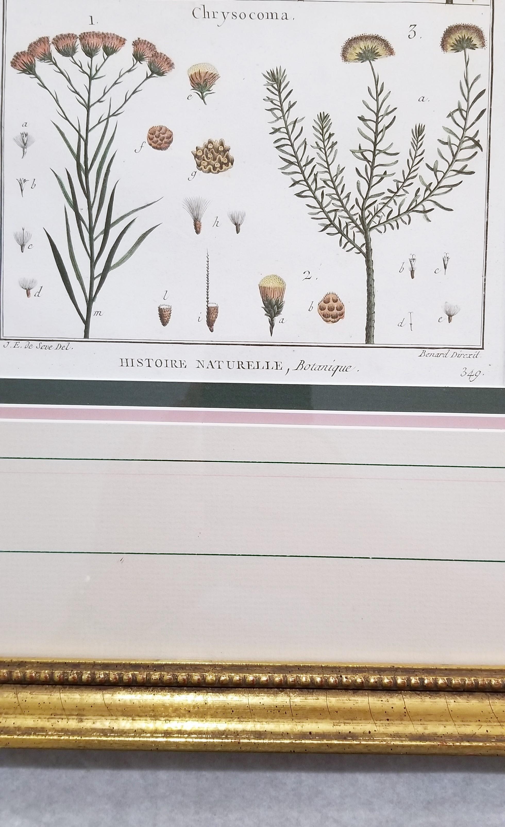 Baccharis (Baccharises); Chrysocoma (Golden Bitter Bush) /// Botanical Botany For Sale 5