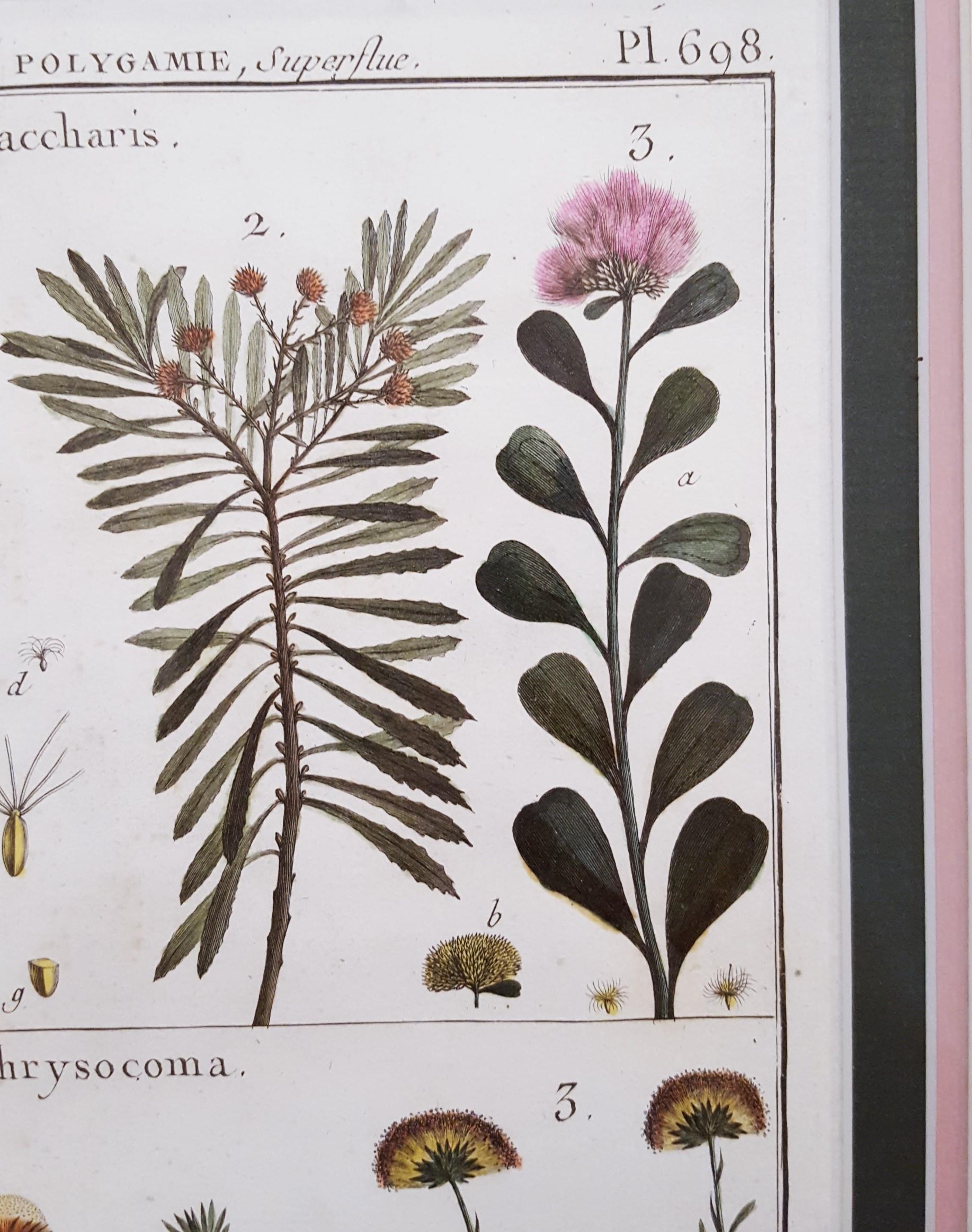 Baccharis (Baccharises); Chrysocoma (Golden Bitter Bush) /// Botanical Botany For Sale 6