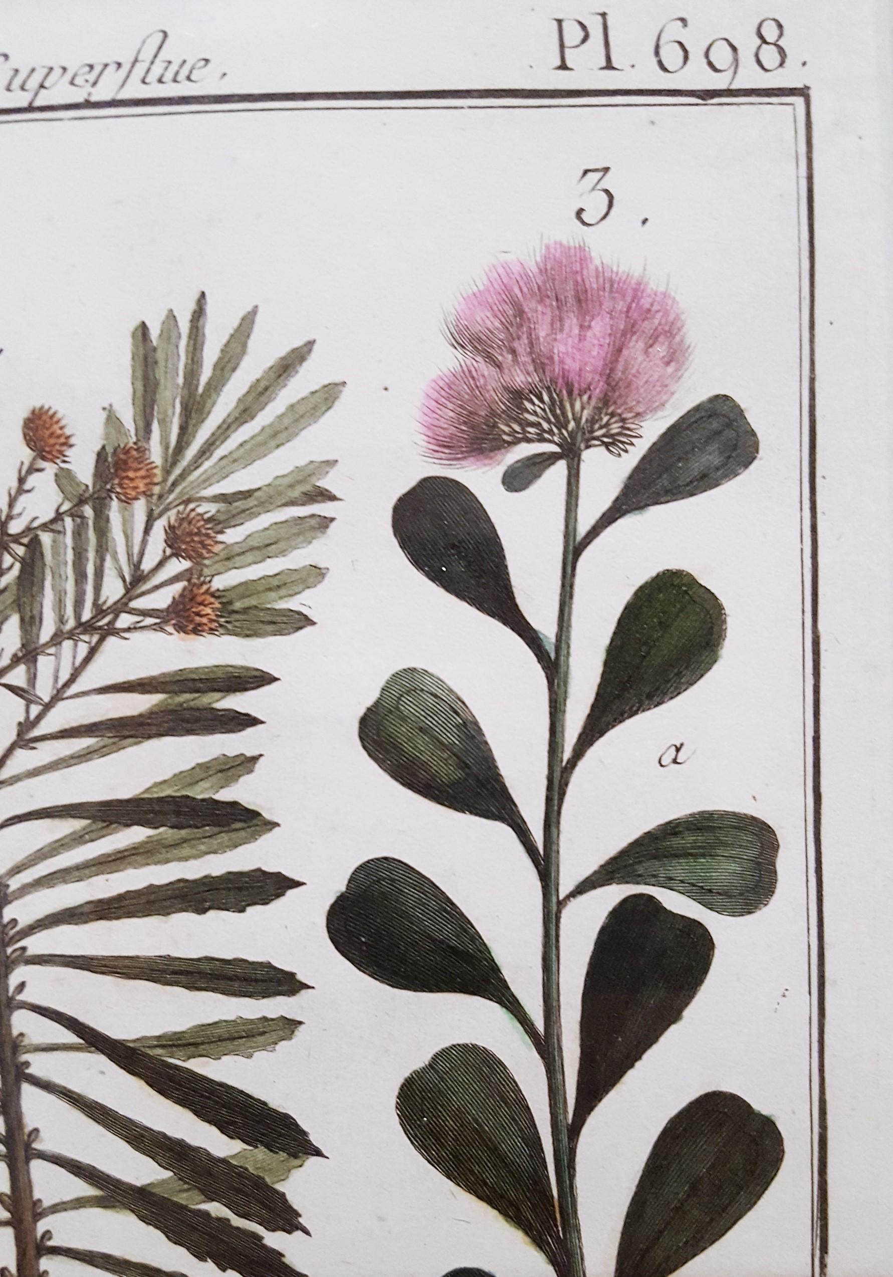 Baccharis (Baccharises); Chrysocoma (Golden Bitter Bush) /// Botanical Botany For Sale 7