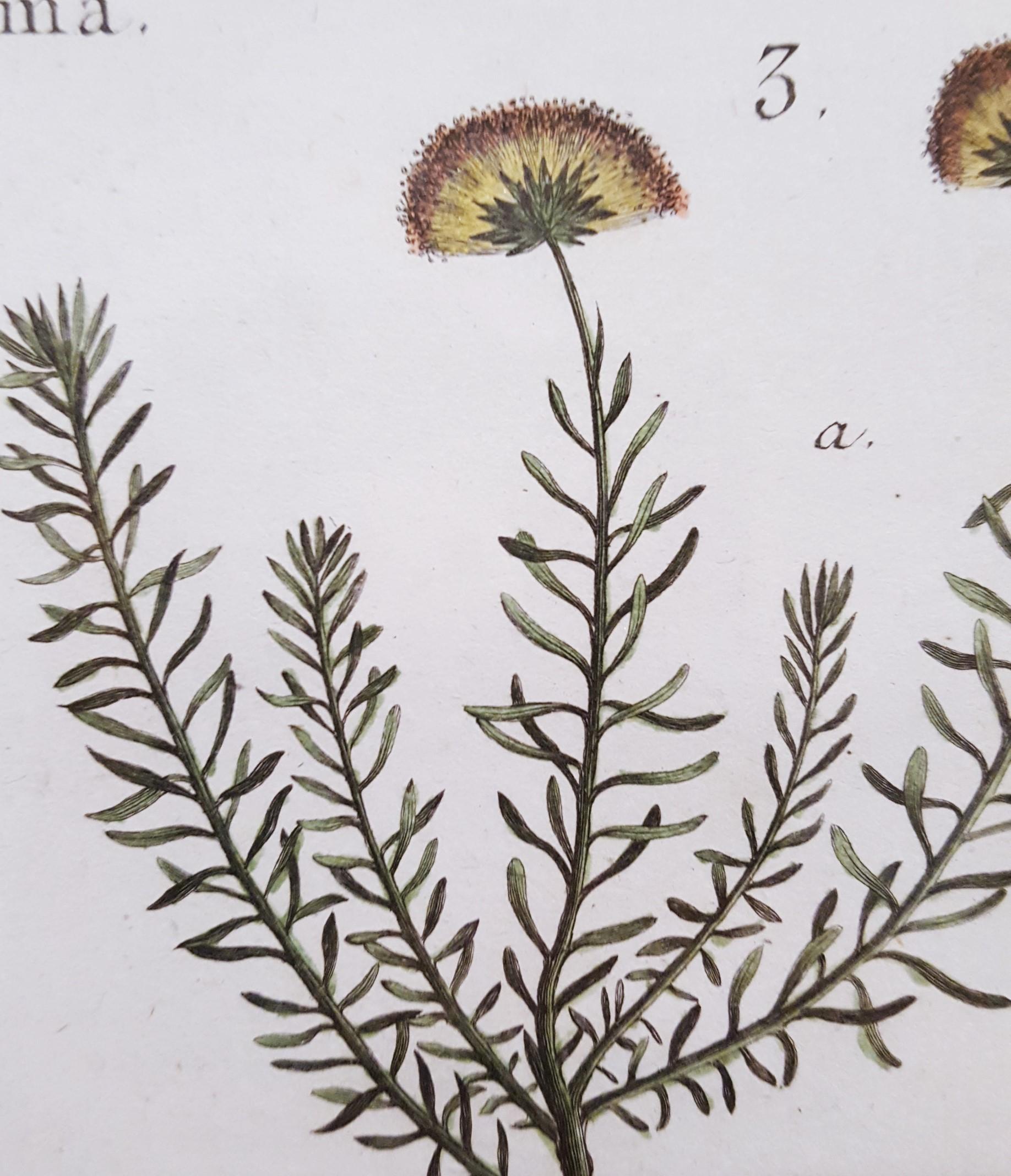 Baccharis (Baccharises); Chrysocoma (Golden Bitter Bush) /// Botanical Botany For Sale 9