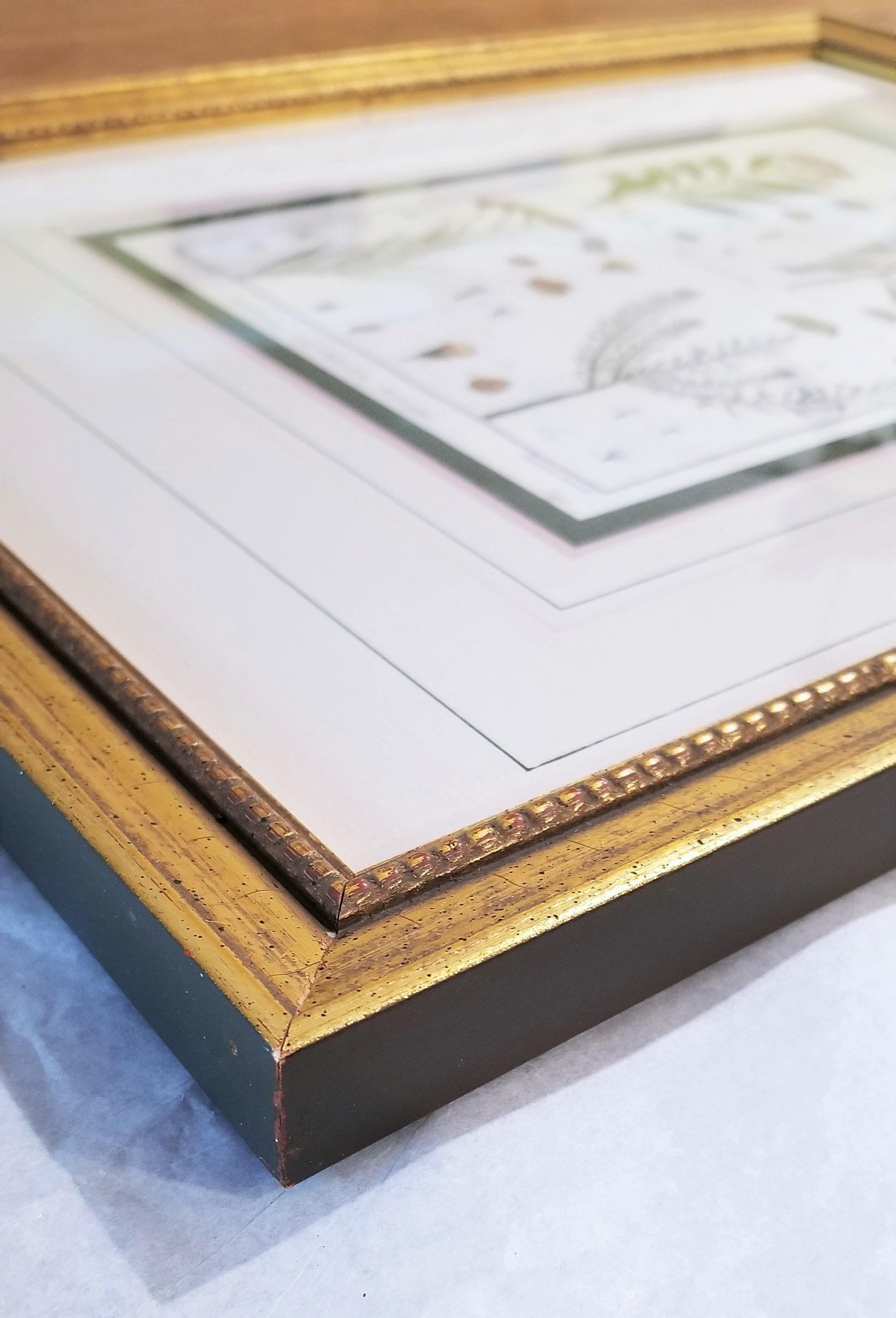 Baccharis (Baccharises); Chrysocoma (Golden Bitter Bush) /// Botanical Botany For Sale 10