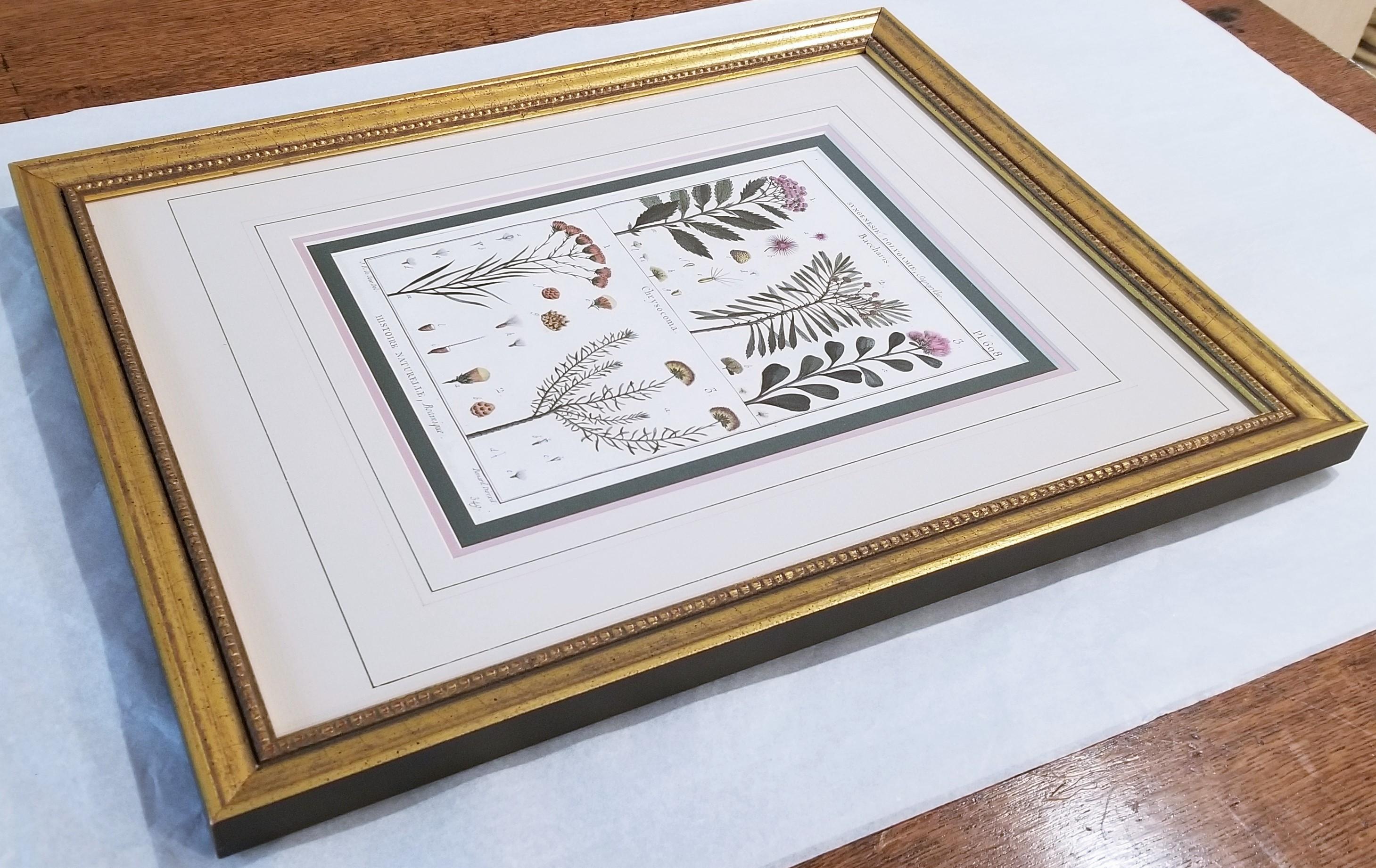 Baccharis (Baccharises); Chrysocoma (Golden Bitter Bush) /// Botanical Botany For Sale 11