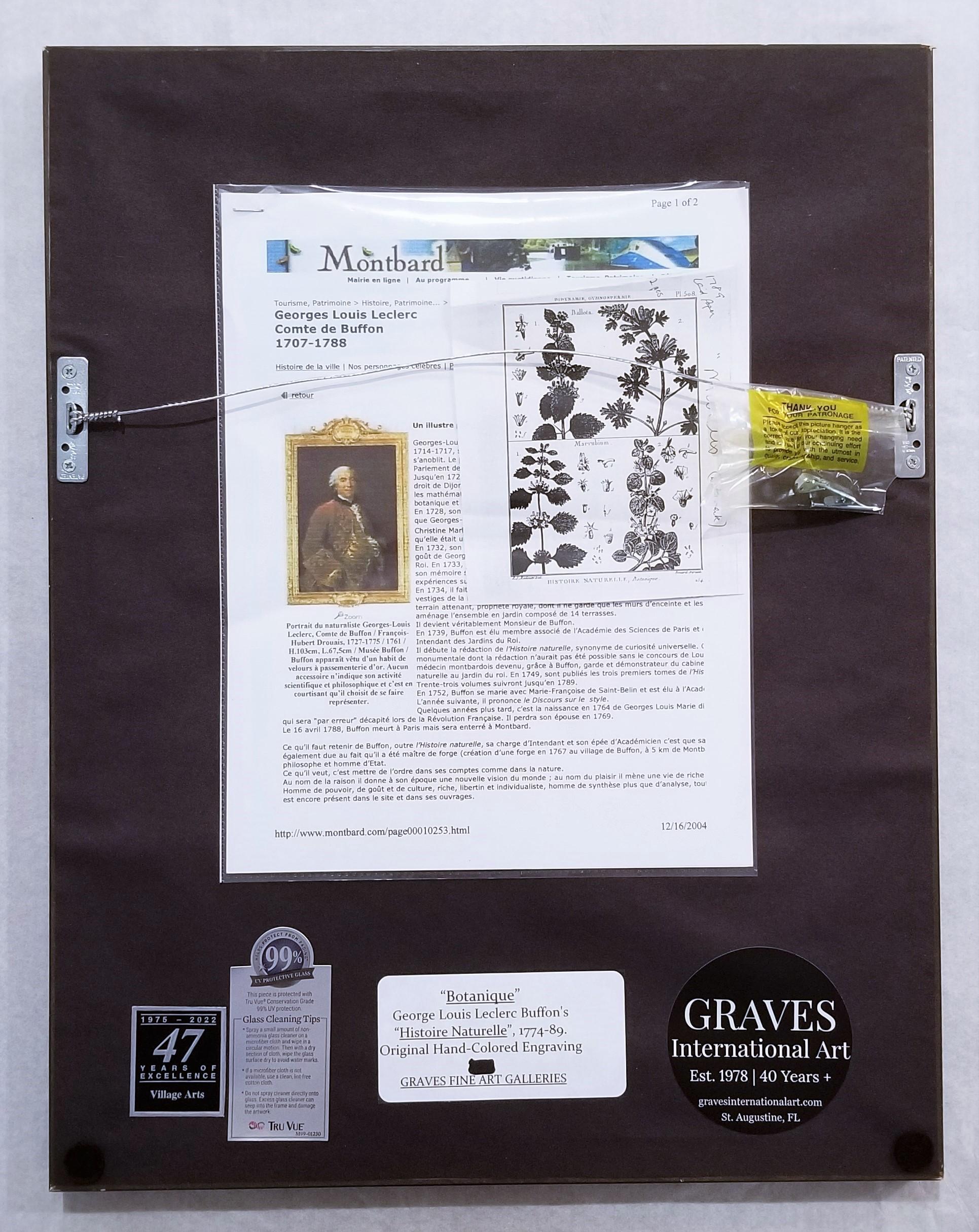 Baccharis (Baccharises); Chrysocoma (Golden Bitter Bush) /// Botanical Botany For Sale 12