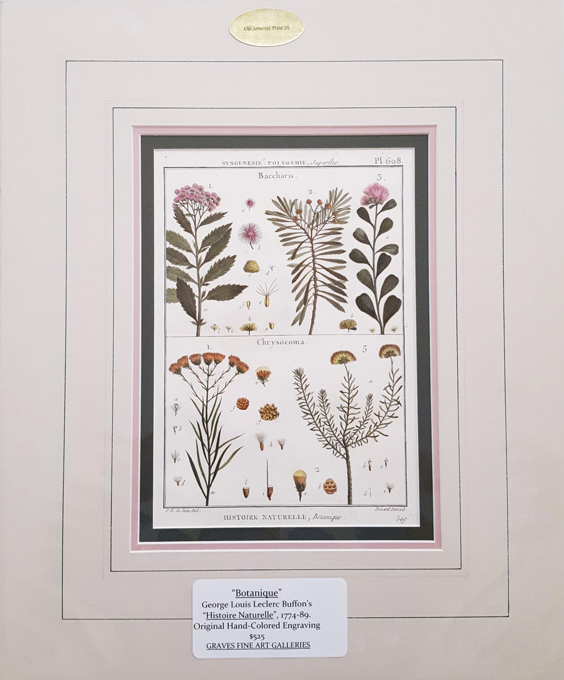 Baccharis (Baccharises); Chrysocoma (Golden Bitter Bush) /// Botanical Botany - Print by Georges-Louis Leclerc, Comte de Buffon