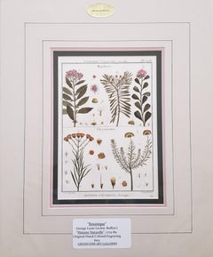 Baccharis (Baccharises); Chrysocoma (Golden Bitter Bush) /// Botanica Botanica