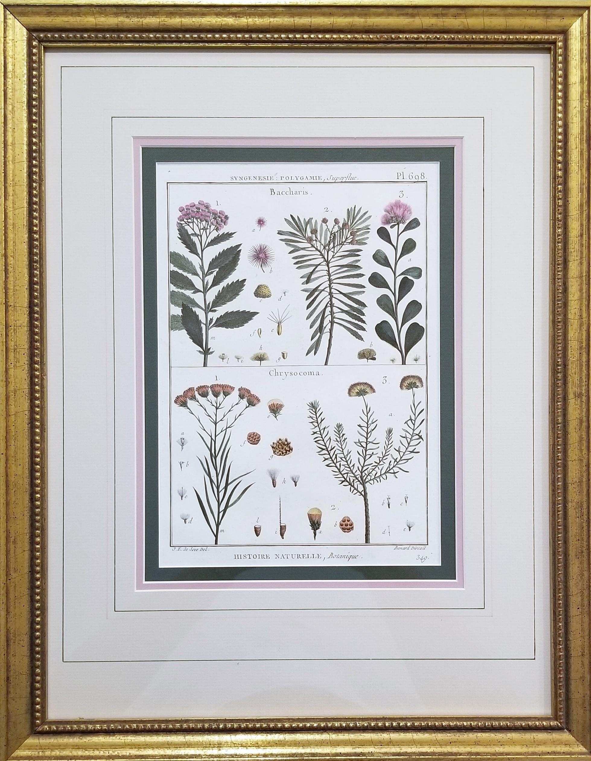 Baccharis (Baccharises); Chrysocoma (Golden Bitter Bush) /// Botanical Botany - Old Masters Print by Georges-Louis Leclerc, Comte de Buffon