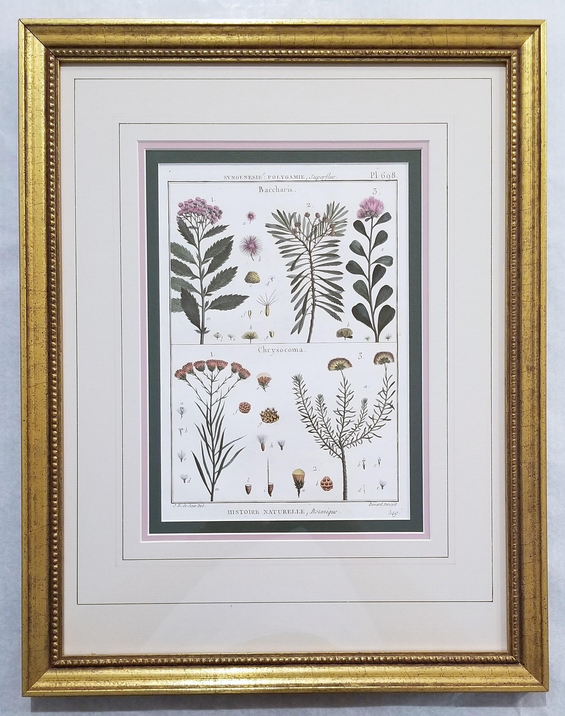 Baccharis (Baccharises); Chrysocoma (Golden Bitter Bush) /// Botanical Botany - Gray Still-Life Print by Georges-Louis Leclerc, Comte de Buffon