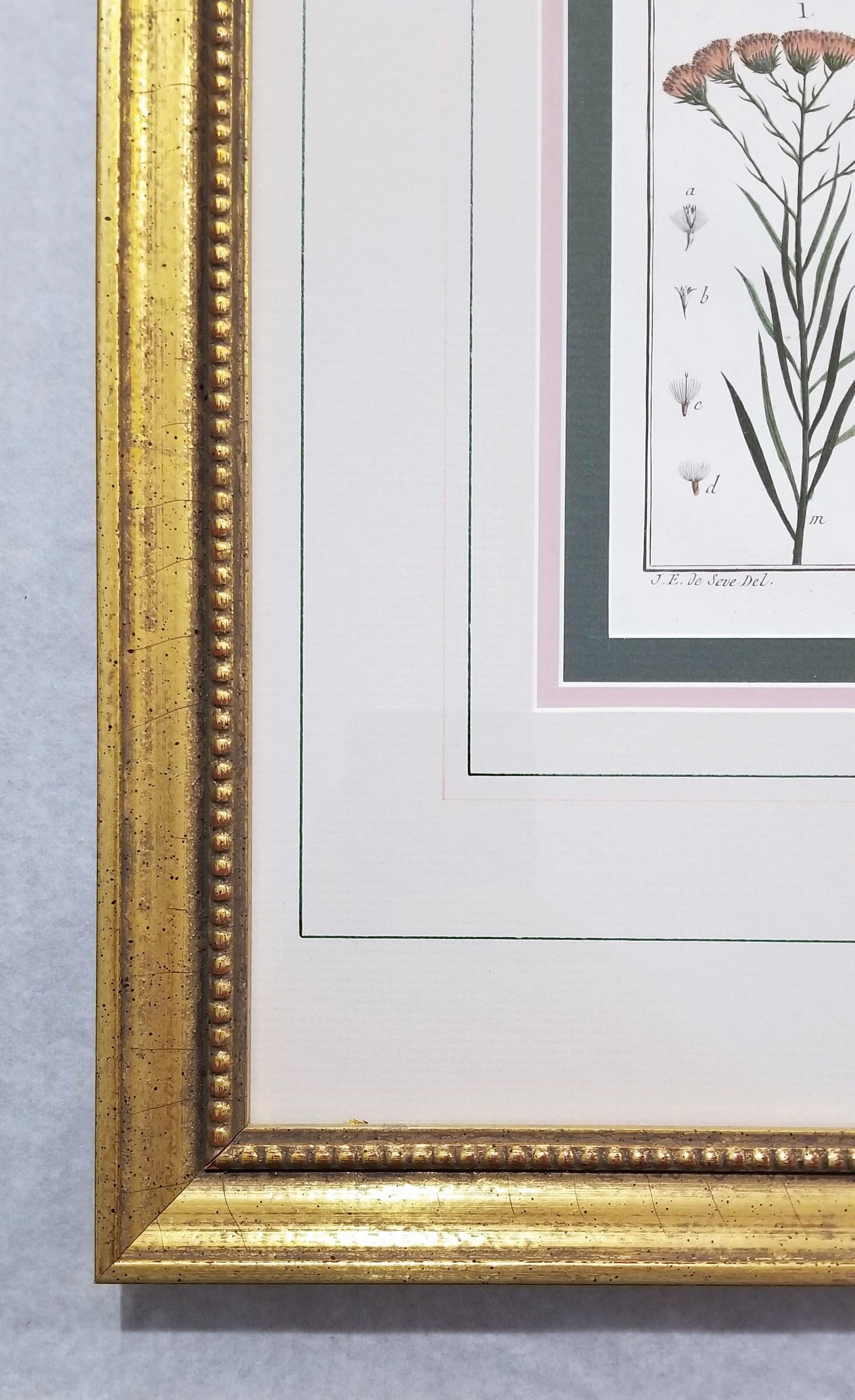 Artist: Georges-Louis Leclerc, Comte de Buffon (French, 1707-1788)
Title: 