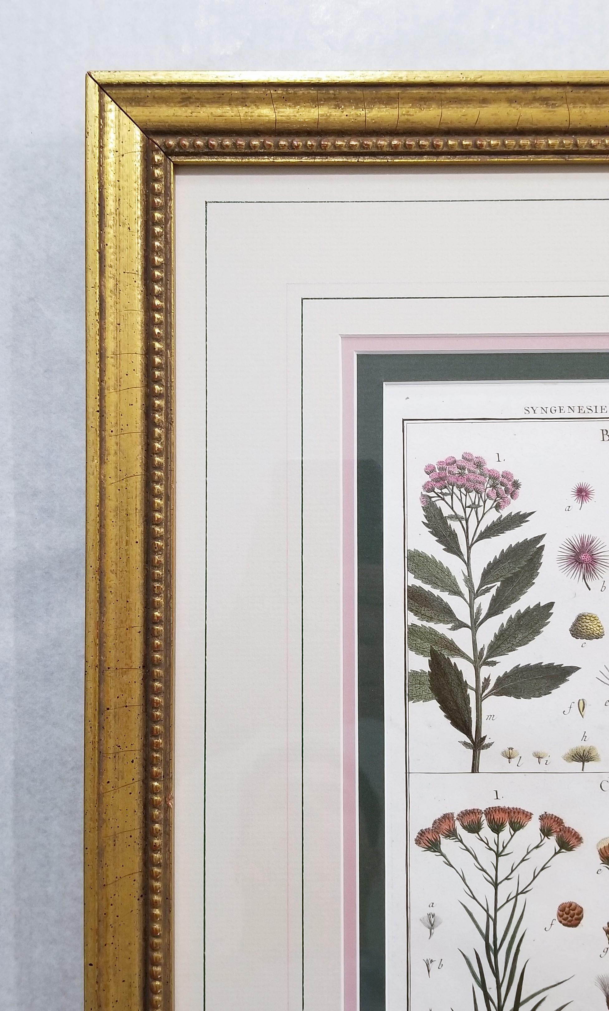 Baccharis (Baccharises); Chrysocoma (Golden Bitter Bush) /// Botanical Botany For Sale 1