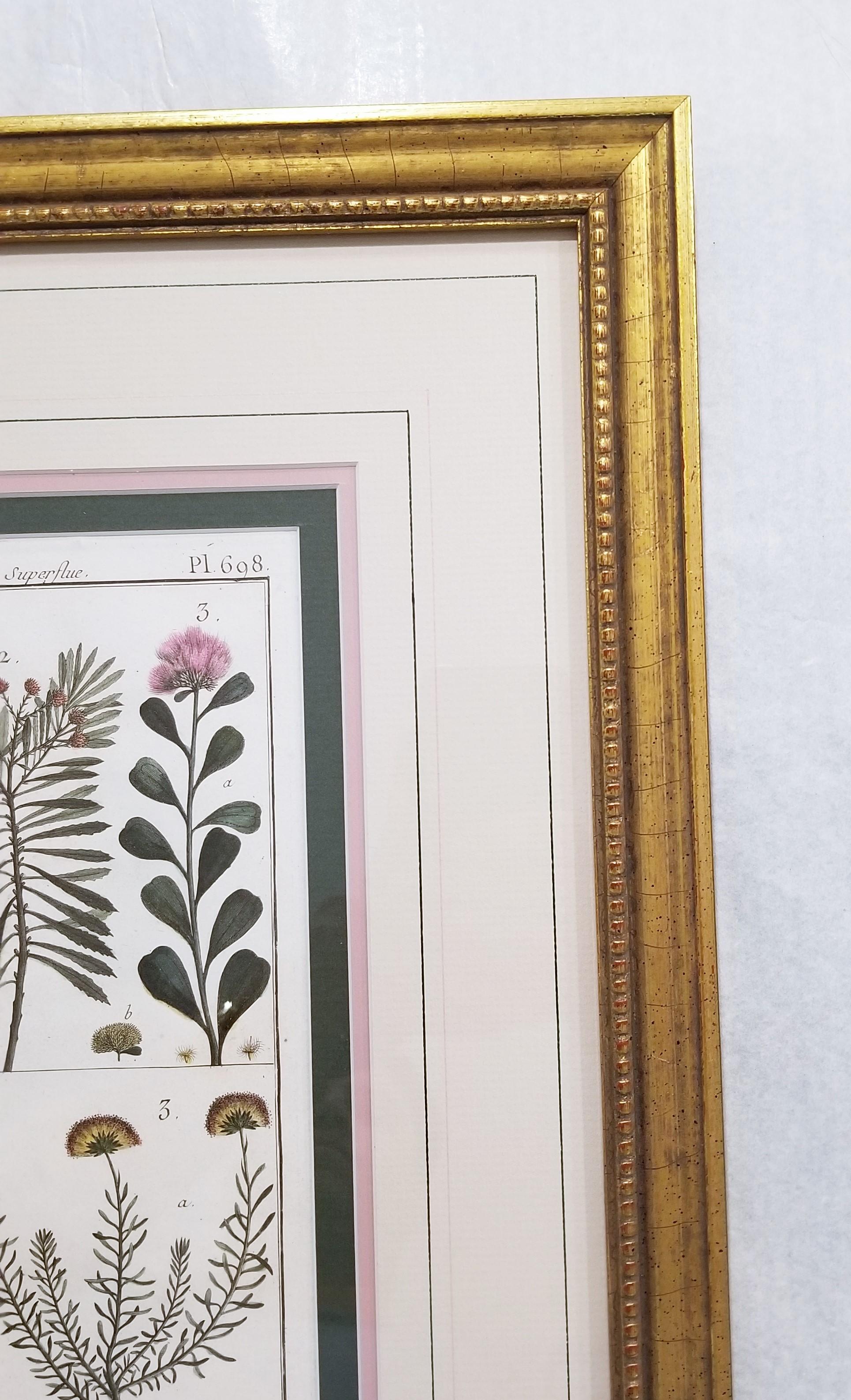 Baccharis (Baccharises); Chrysocoma (Golden Bitter Bush) /// Botanical Botany For Sale 2