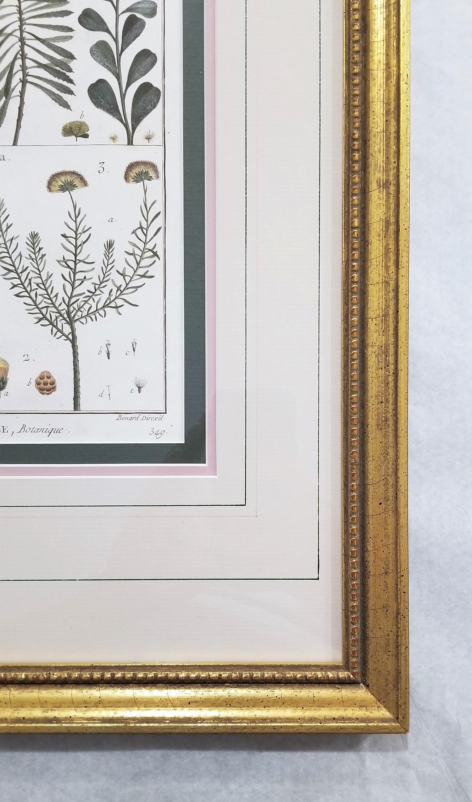 Baccharis (Baccharises); Chrysocoma (Golden Bitter Bush) /// Botanical Botany For Sale 3