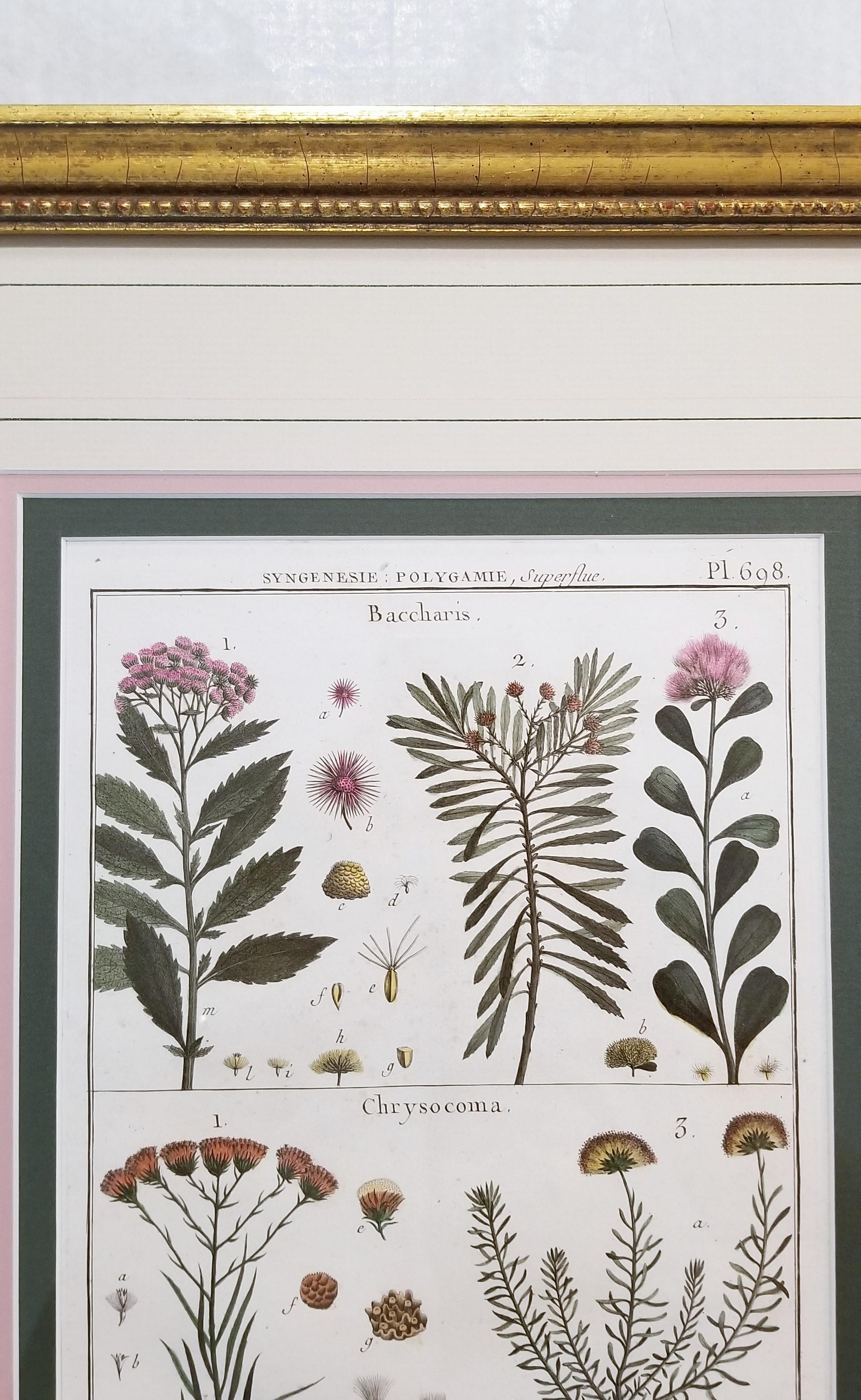 Baccharis (Baccharises); Chrysocoma (Golden Bitter Bush) /// Botanical Botany For Sale 4