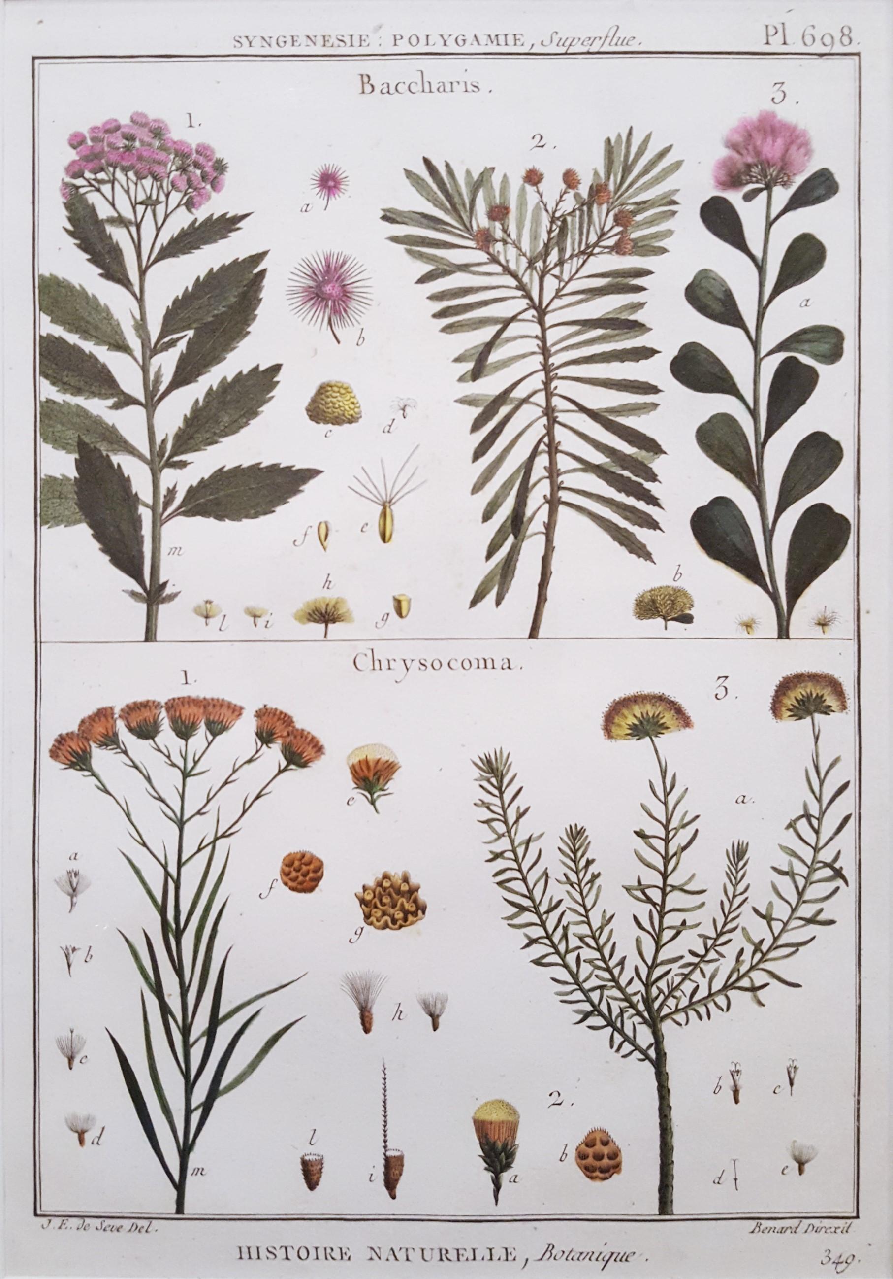 Georges-Louis Leclerc, Comte de Buffon Still-Life Print - Baccharis (Baccharises); Chrysocoma (Golden Bitter Bush) /// Botanical Botany