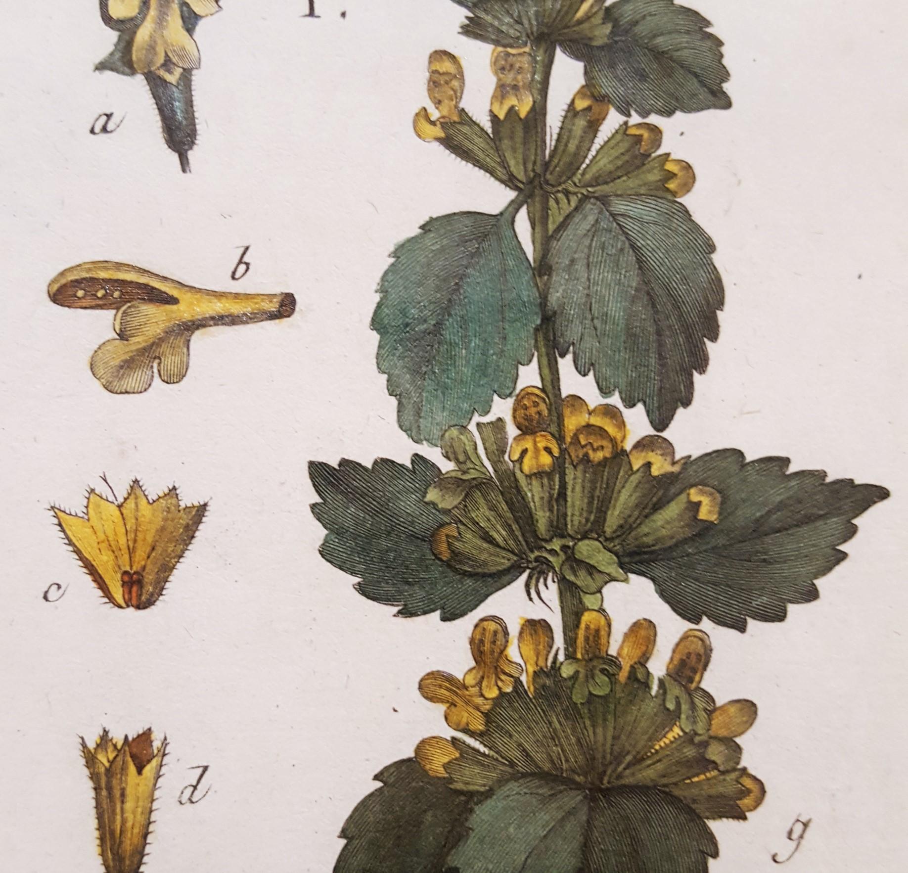 Ballota (Horehound); Marrubium (White Horehound) /// Botanical Botany Plants Art For Sale 6