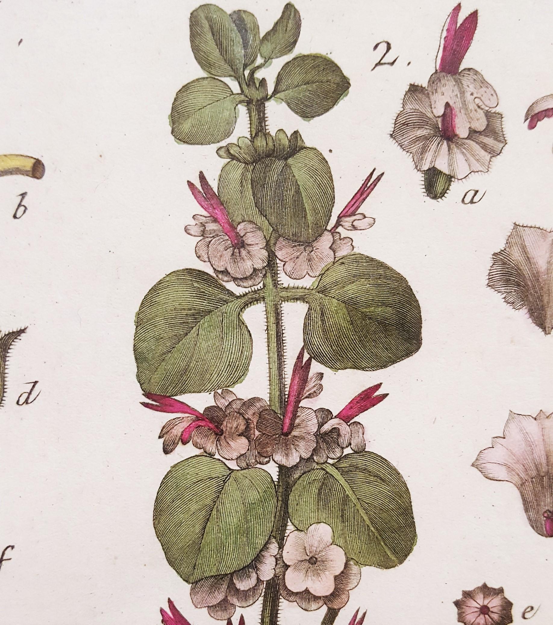 Ballota (Horehound); Marrubium (White Horehound) /// Botanical Botany Plants Art For Sale 8