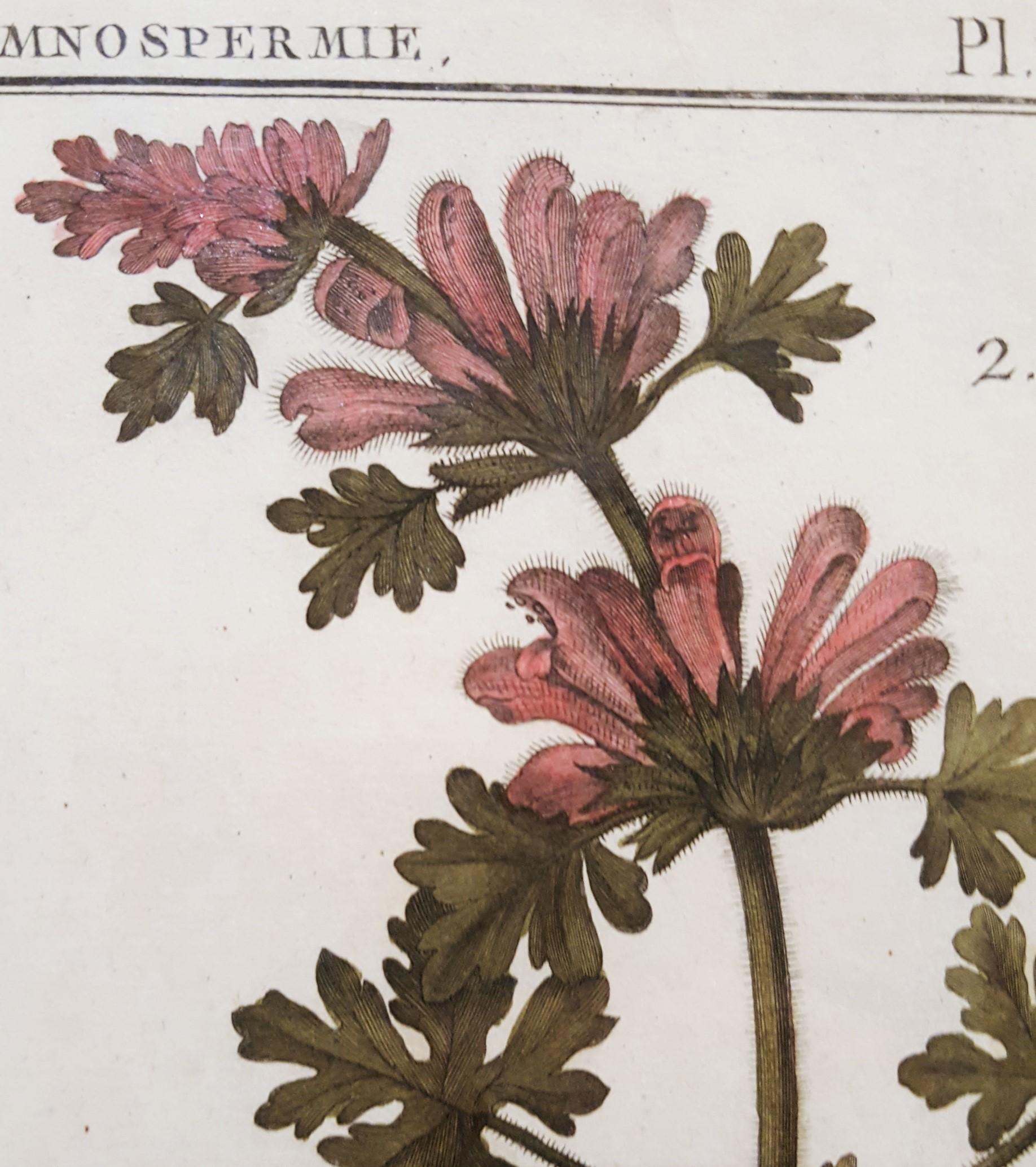 Ballota (Horehound); Marrubium (White Horehound) /// Botanical Botany Plants Art For Sale 9