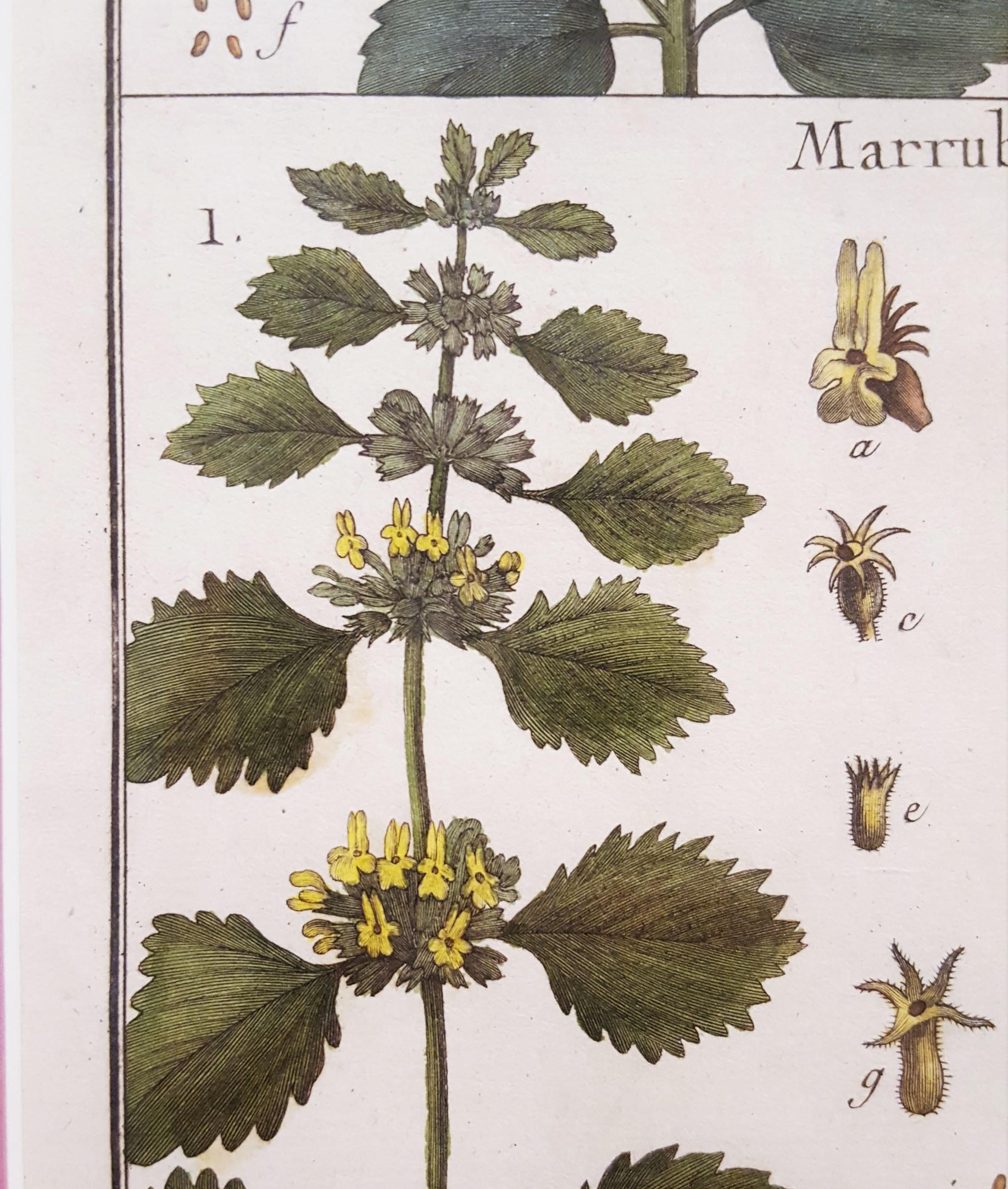 Ballota (Horehound); Marrubium (White Horehound) /// Botanical Botany Plants Art For Sale 10