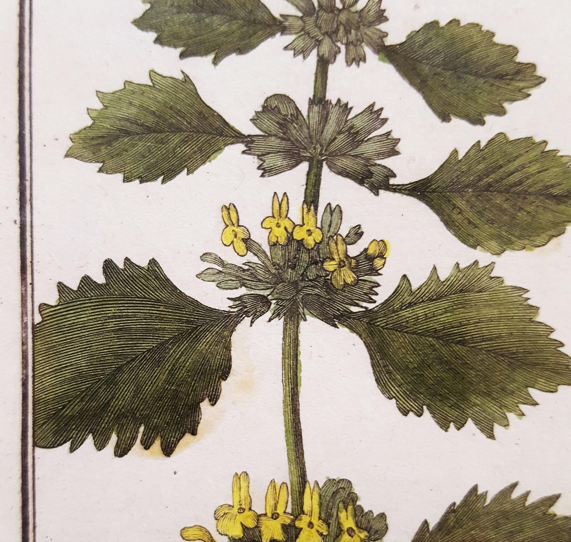 Ballota (Horehound); Marrubium (White Horehound) /// Botanical Botany Plants Art For Sale 11