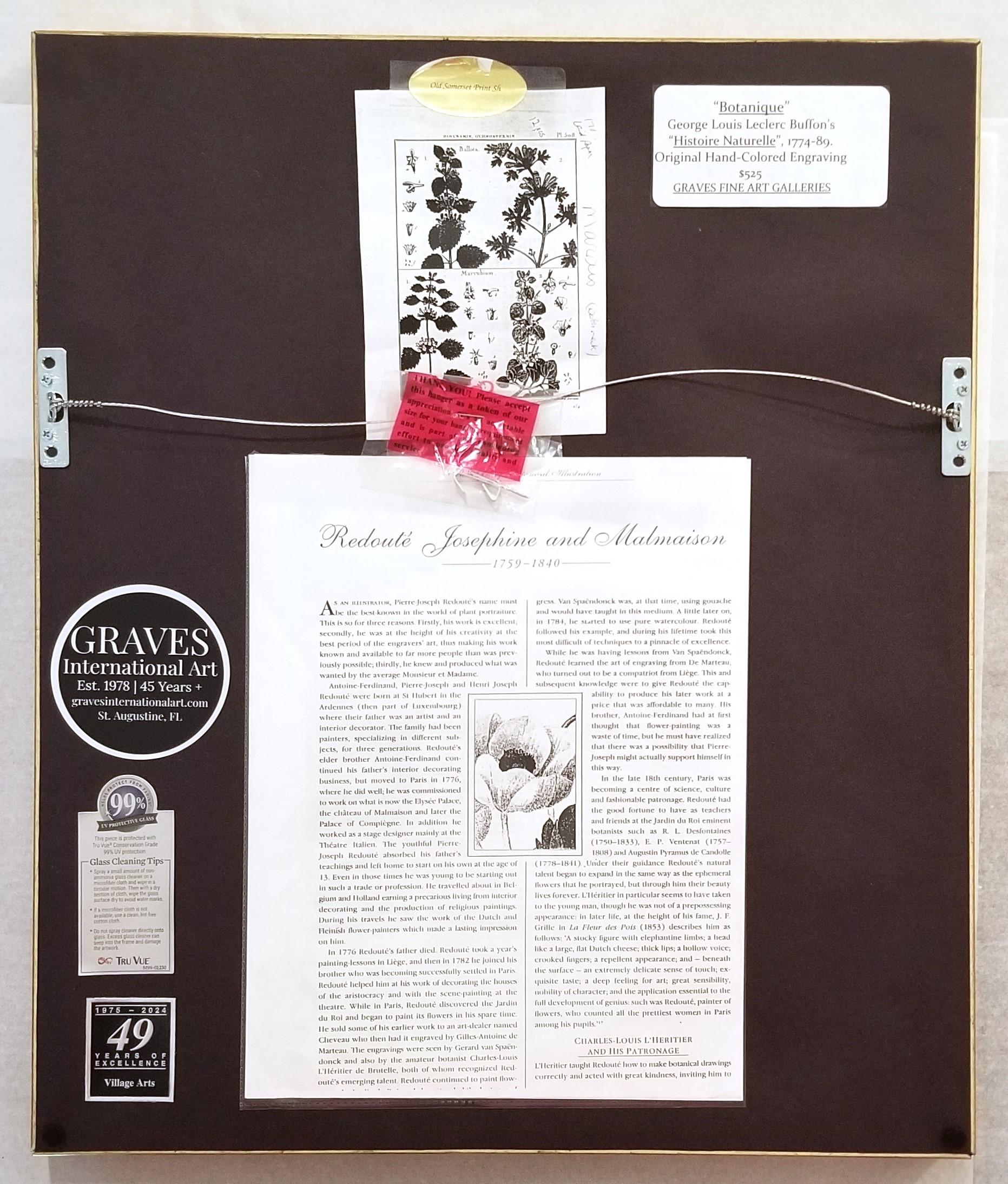 Ballota (Horehound); Marrubium (White Horehound) /// Botanical Botany Plants Art For Sale 12