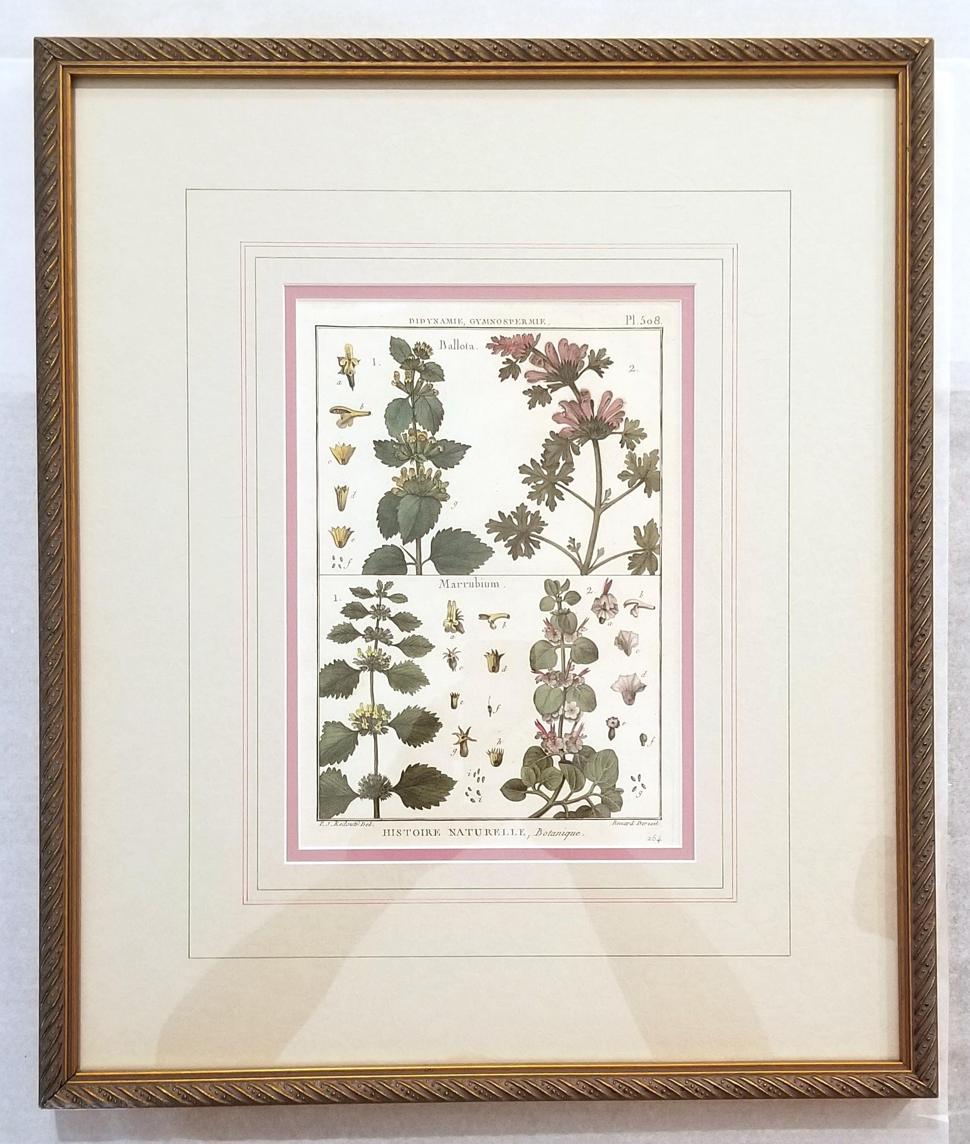 Ballota (Horehound); Marrubium (White Horehound) /// Botanical Botany Plants Art - Old Masters Print by Georges-Louis Leclerc, Comte de Buffon