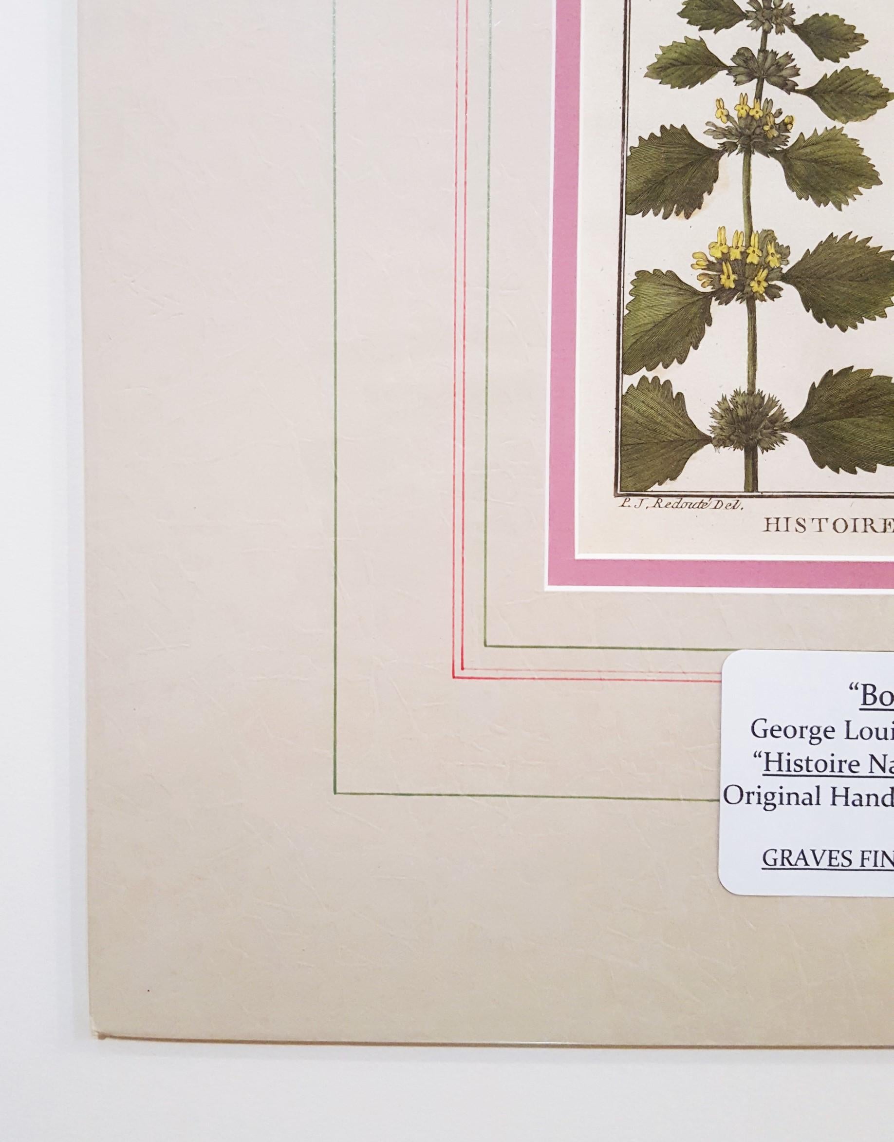 Ballota (Horehound); Marrubium (White Horehound) /// Botanical Botany Plants Art - Gray Still-Life Print by Georges-Louis Leclerc, Comte de Buffon