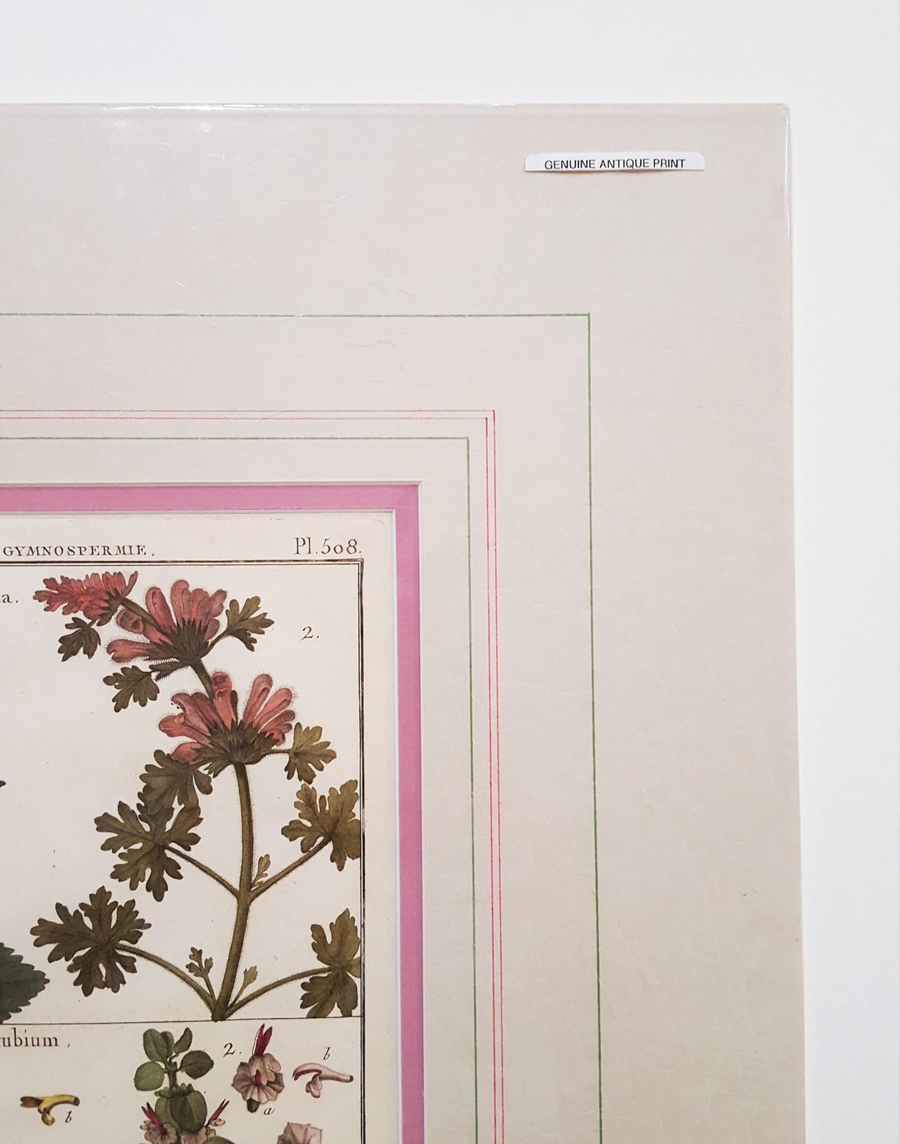 Ballota (Horehound); Marrubium (White Horehound) /// Botanical Botany Plants Art For Sale 1