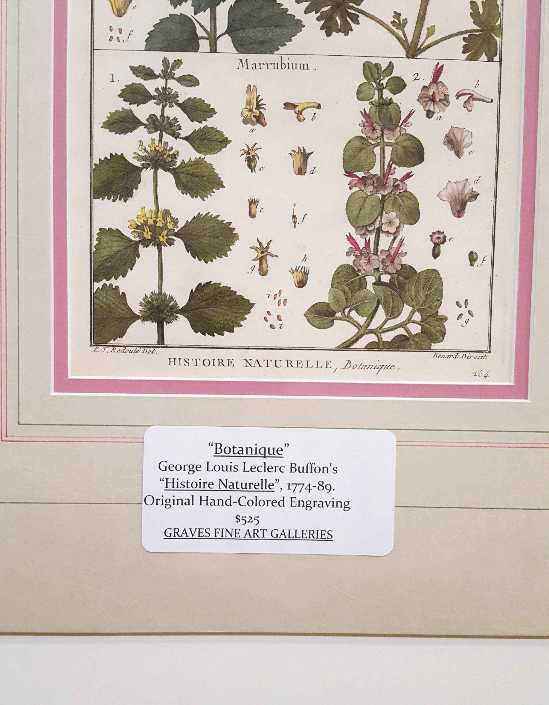 Ballota (Horehound); Marrubium (White Horehound) /// Botanical Botany Plants Art For Sale 4